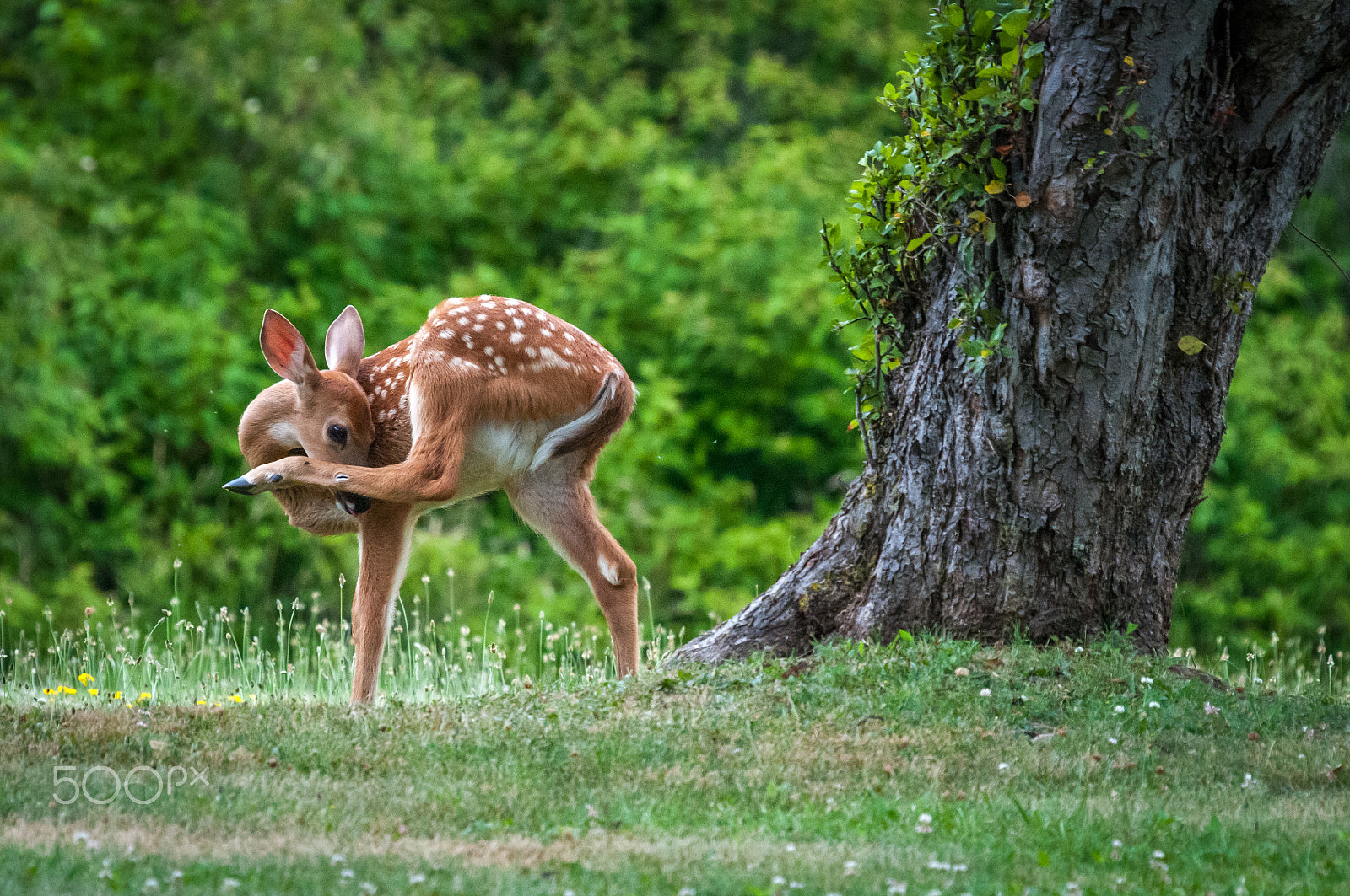 Sigma 50-500mm F4-6.3 EX APO RF HSM sample photo. Baby deer yoga photography