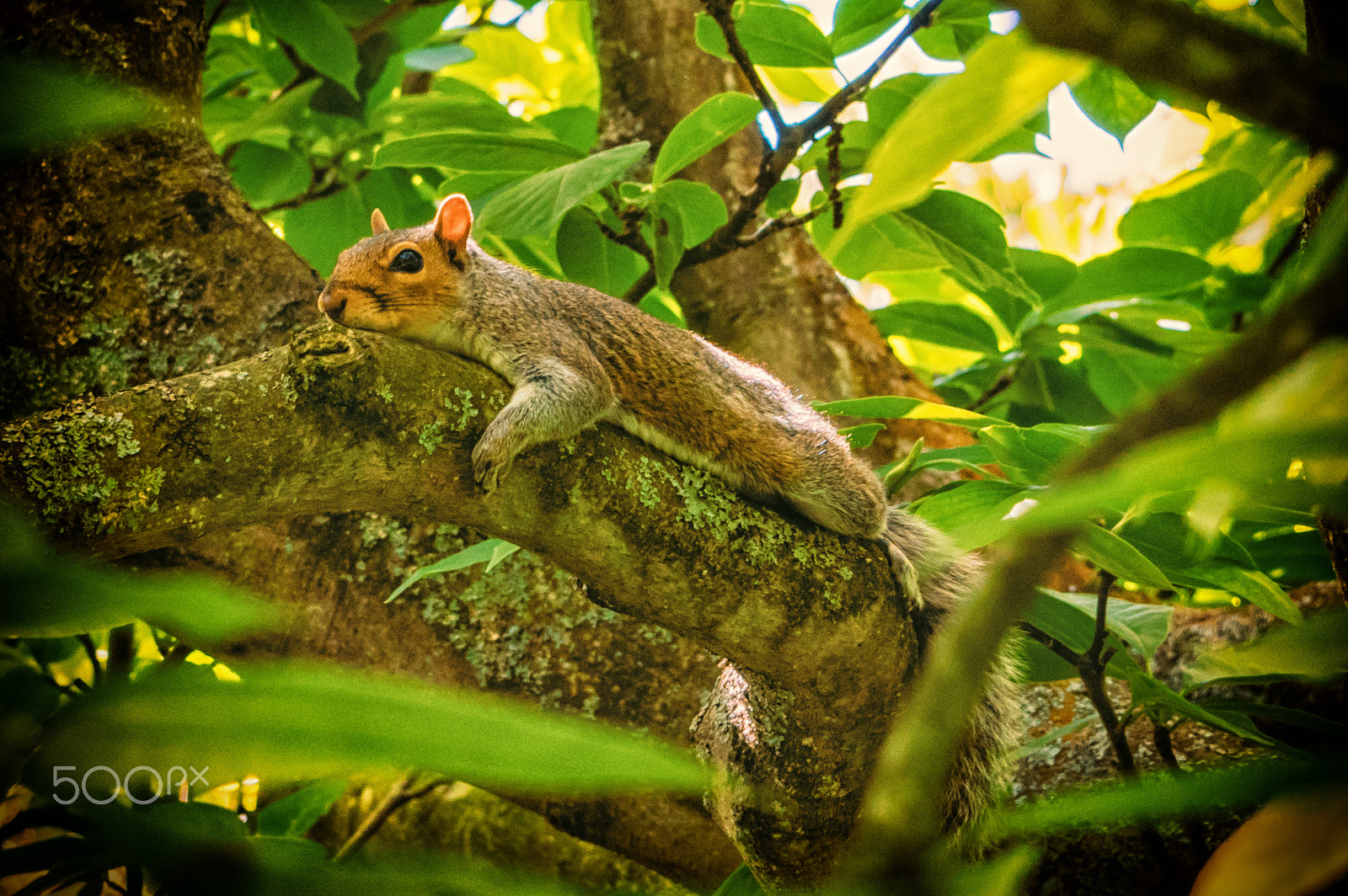 Tamron AF 28-75mm F2.8 XR Di LD Aspherical (IF) sample photo. Resting squirrel photography