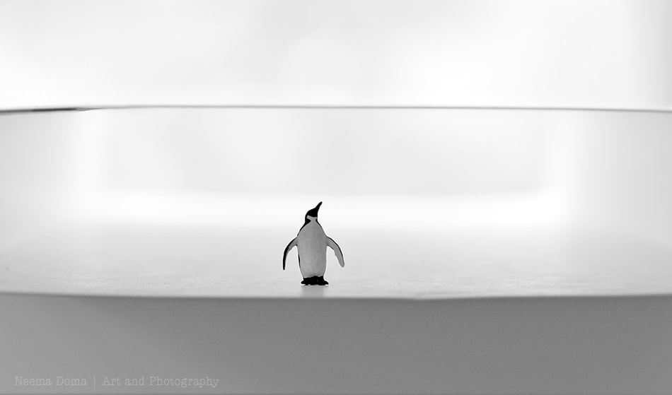 Nikon Df sample photo. Tiny penguin photography