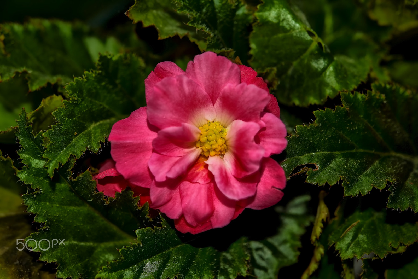 Nikon AF-S Micro-Nikkor 60mm F2.8G ED sample photo. Şeker lale (begonia)... photography
