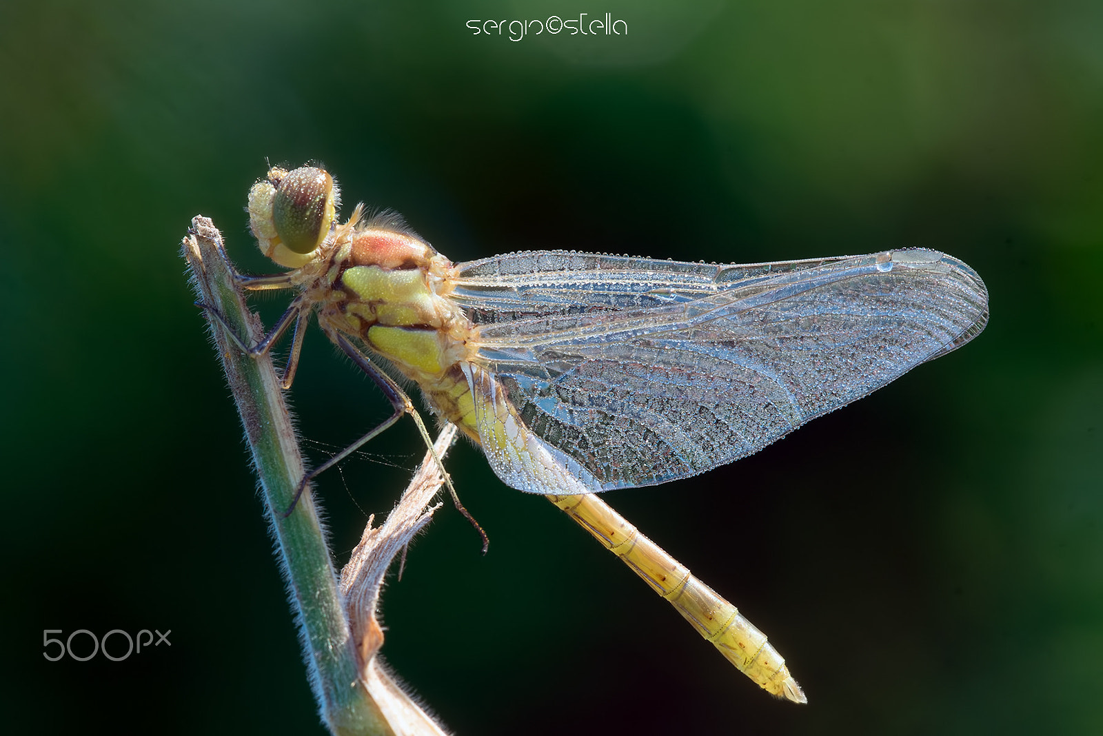 Sigma 150mm F2.8 EX DG Macro HSM sample photo. Striolatum at morning_____ photography