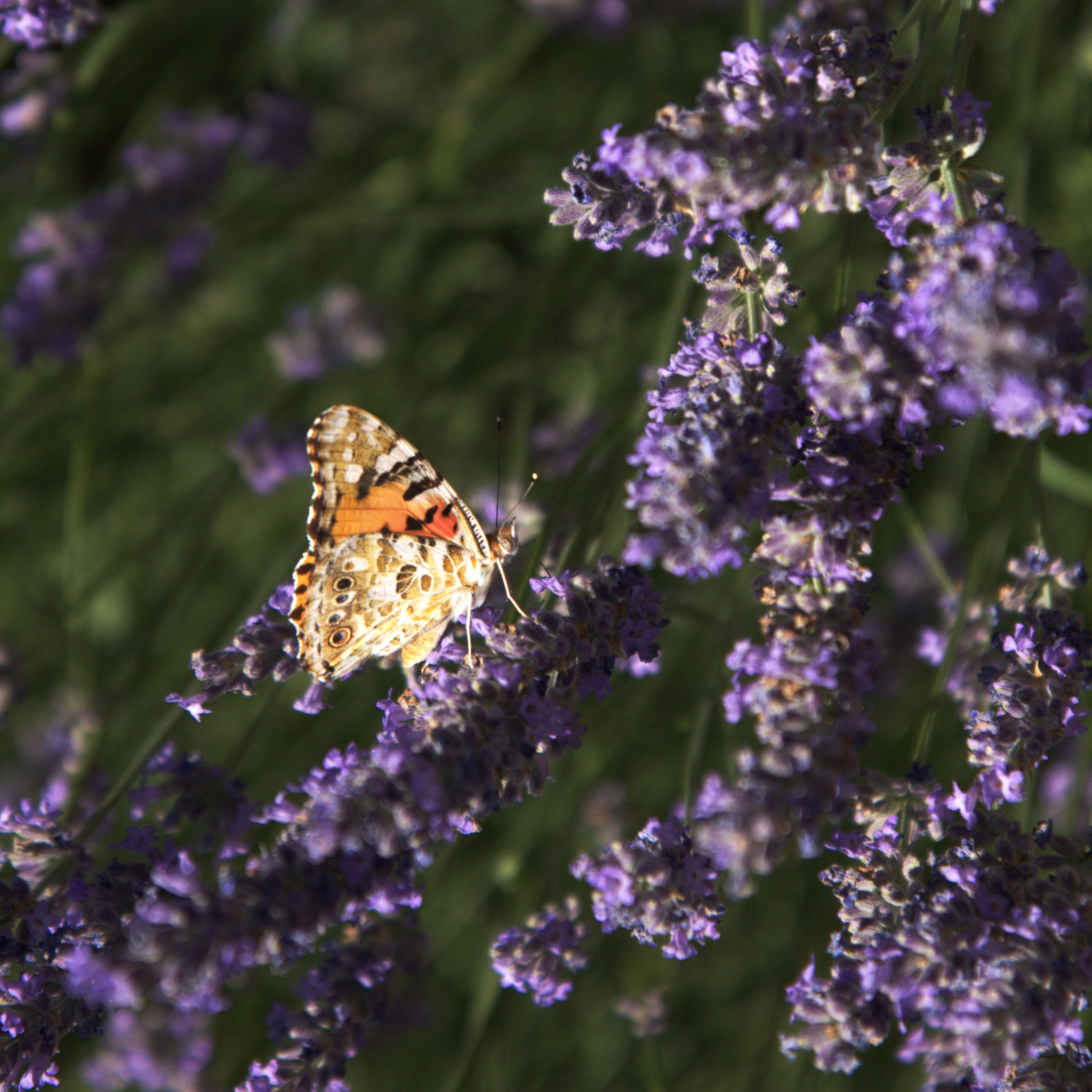 Sigma 17-70mm F2.8-4 DC Macro OS HSM sample photo. Lav photography