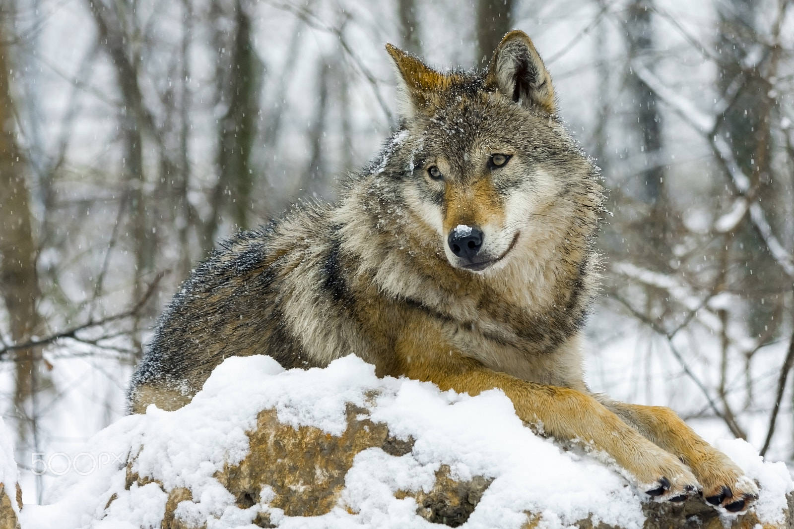 Canon EF 70-300mm F4-5.6 IS USM sample photo. Wolf and snow photography