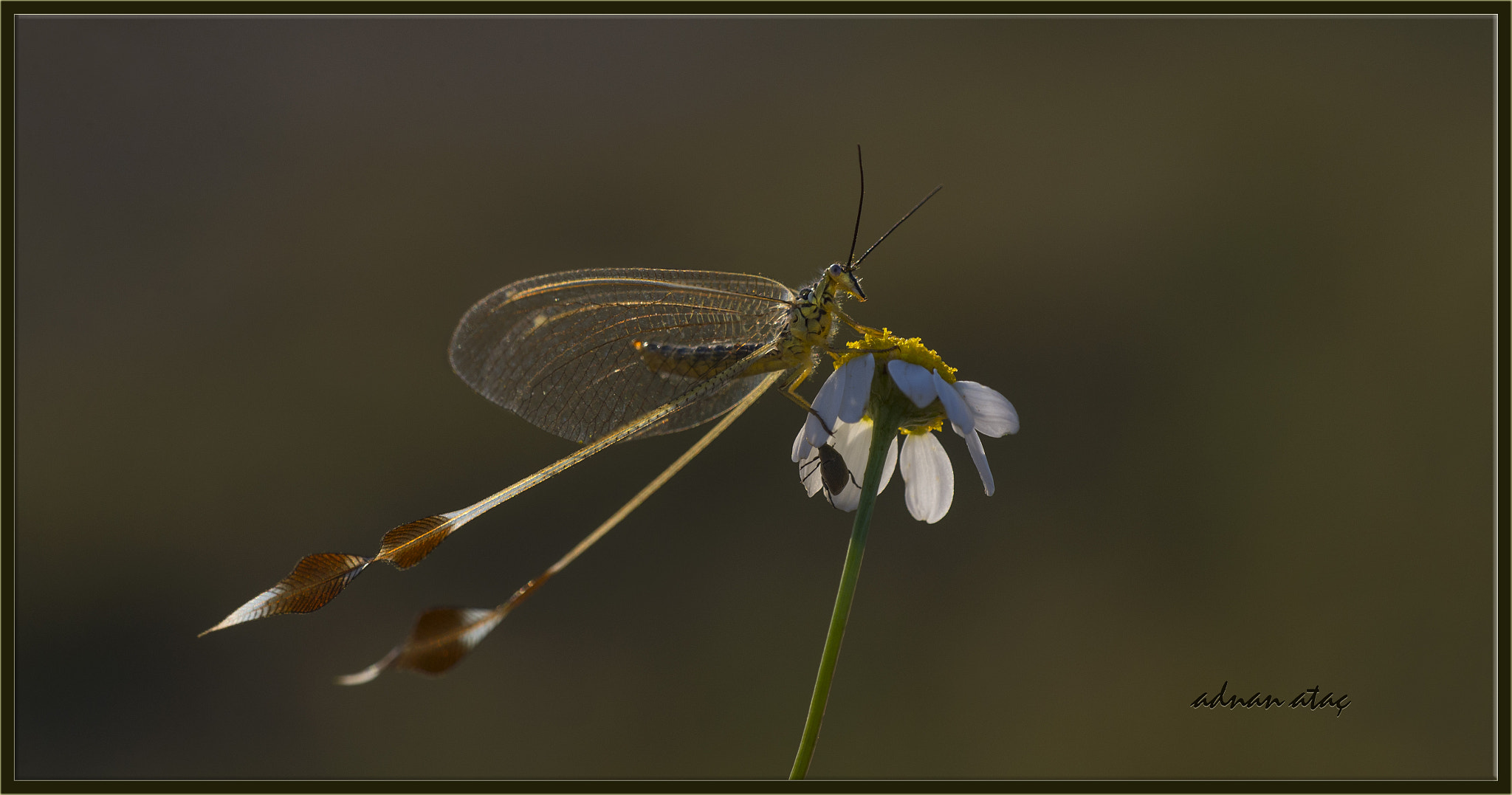 Nikon D4 sample photo. Uçurtma böceği - spoonwing - chasmoptera huttii - duck faced lacewings photography