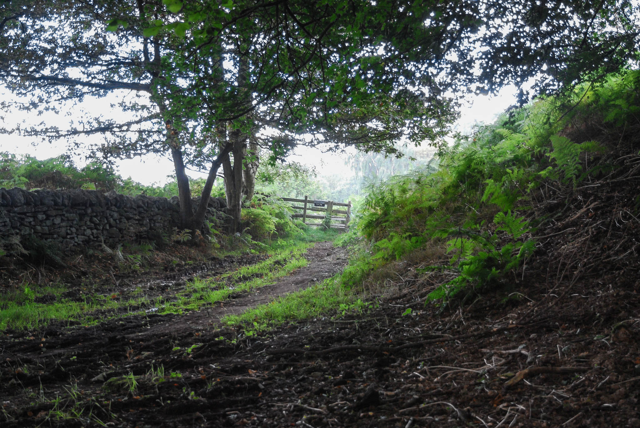 Nikon D40X sample photo. After the rain photography