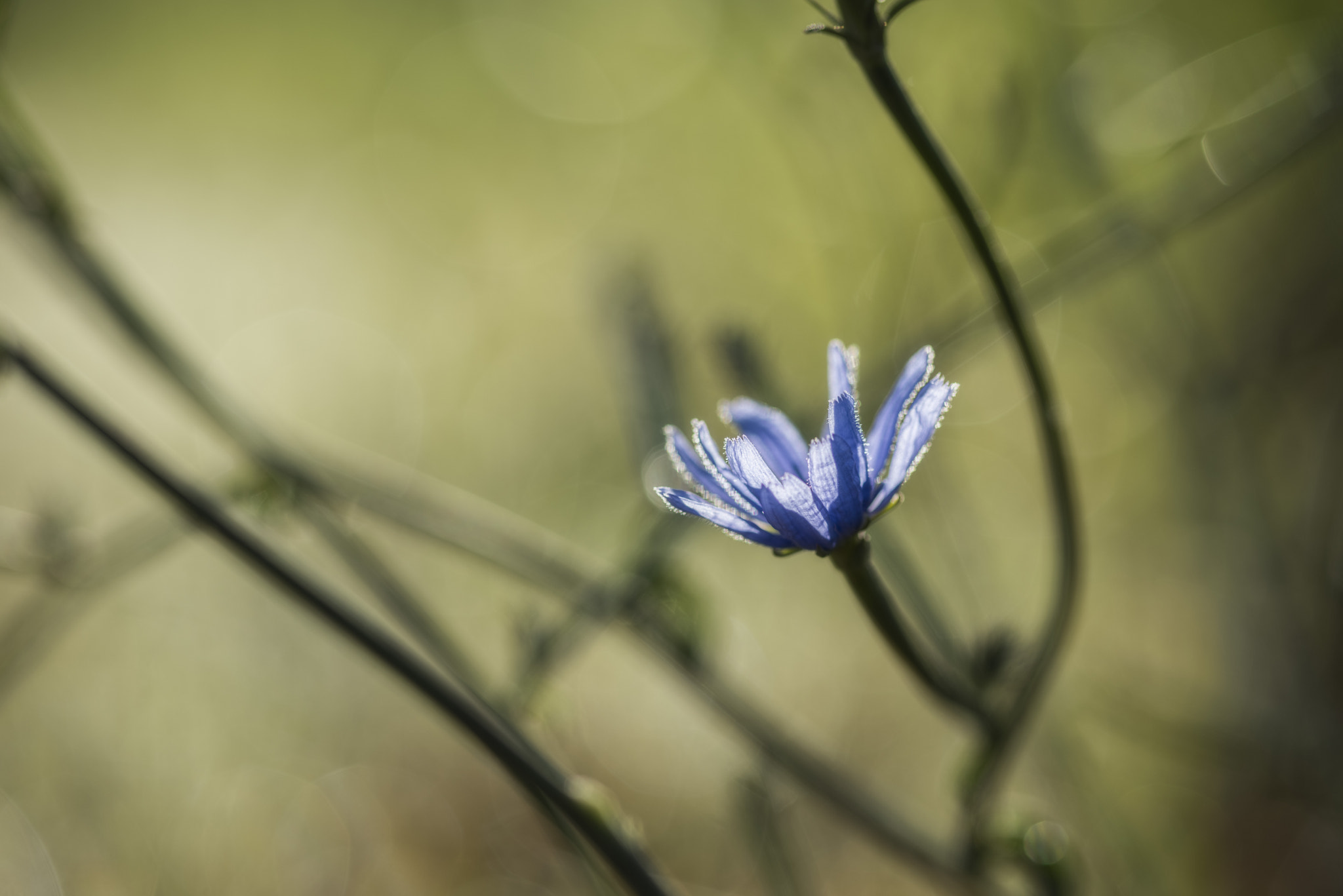 ZEISS Milvus 100mm F2 Macro sample photo. Bask in new light photography