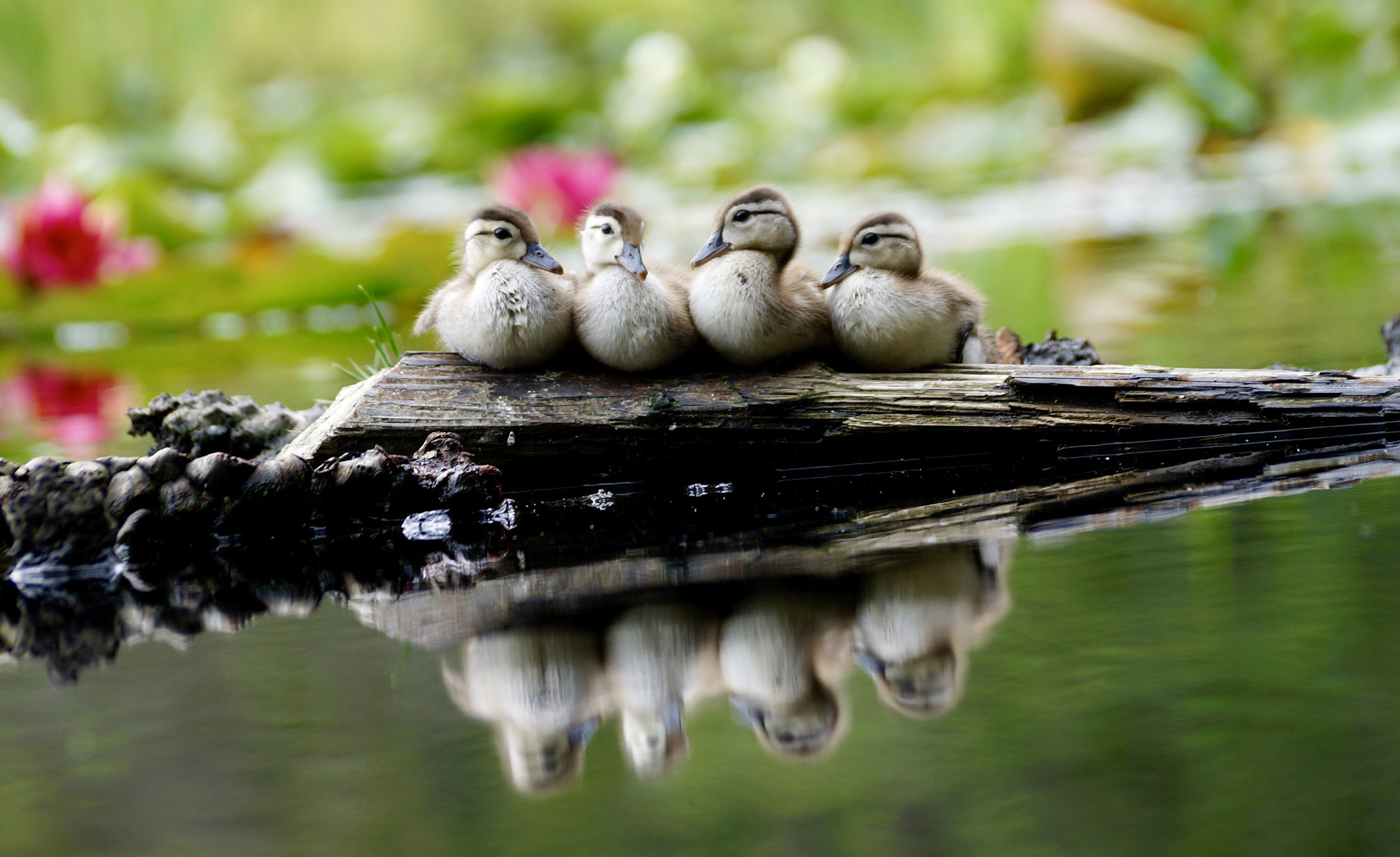 Sony DT 55-300mm F4.5-5.6 SAM sample photo. Stanley park ducklings photography