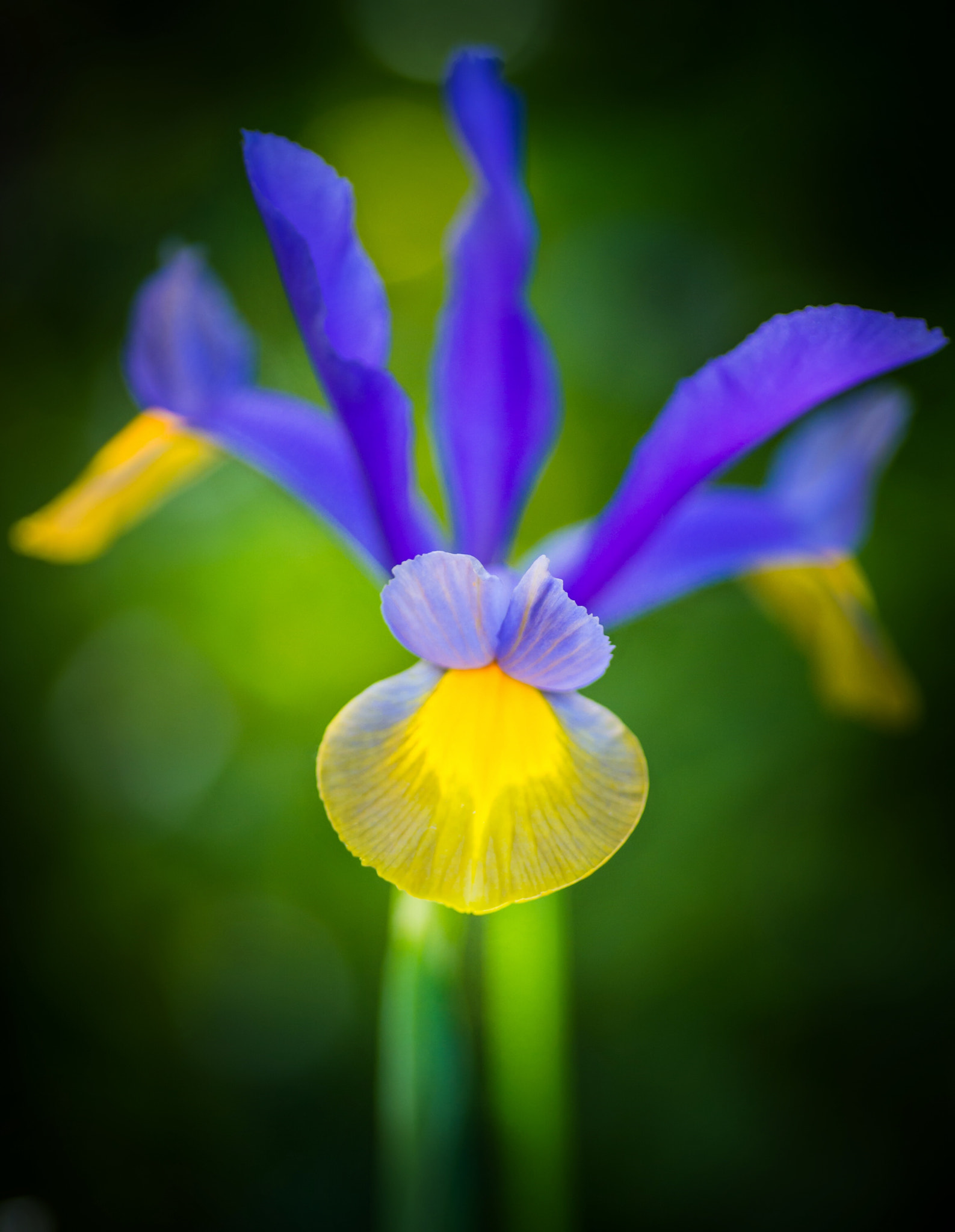 Nikon D800E sample photo. Violet photography