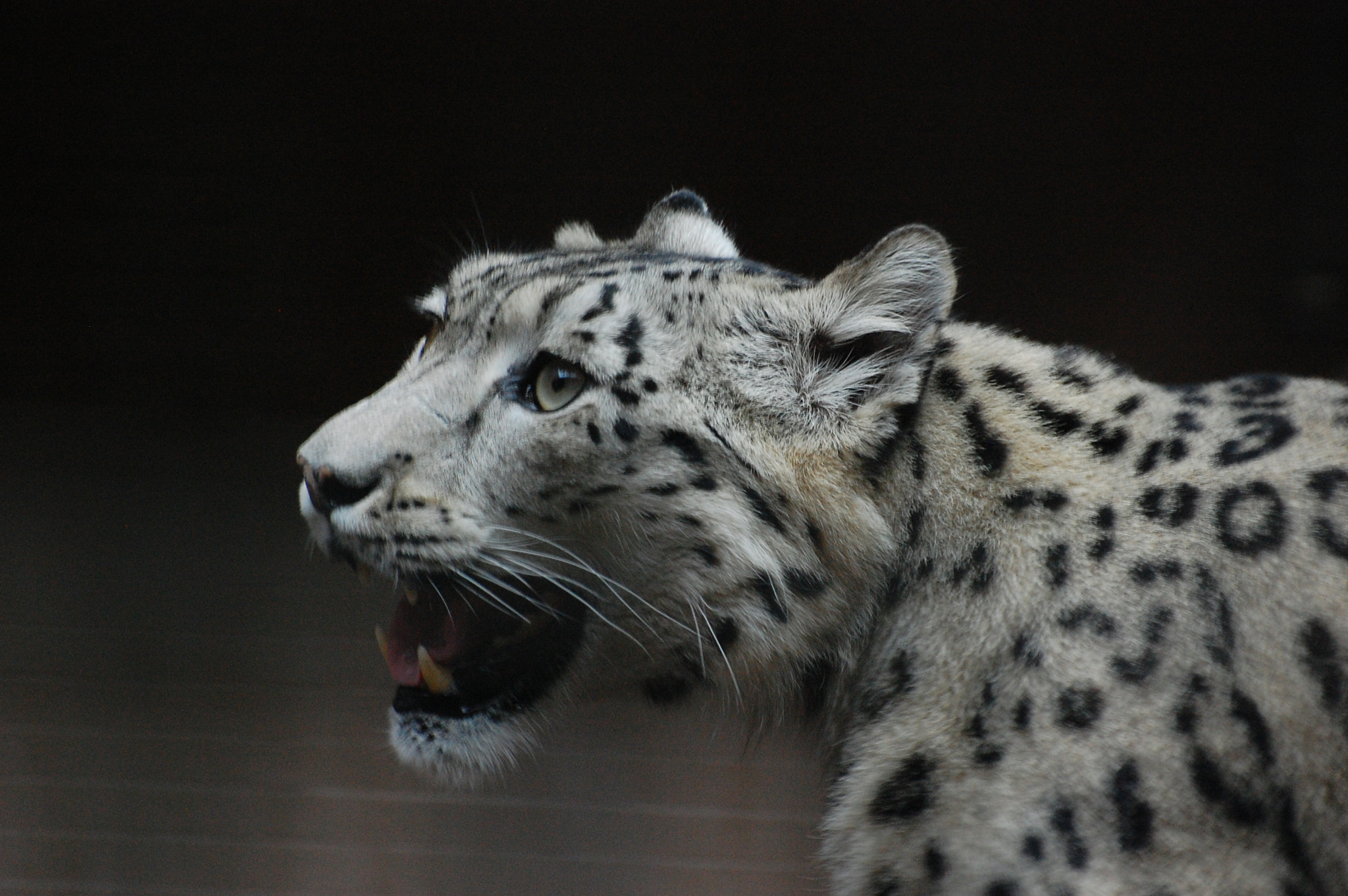 Nikon D40 sample photo. Snow leopard photography