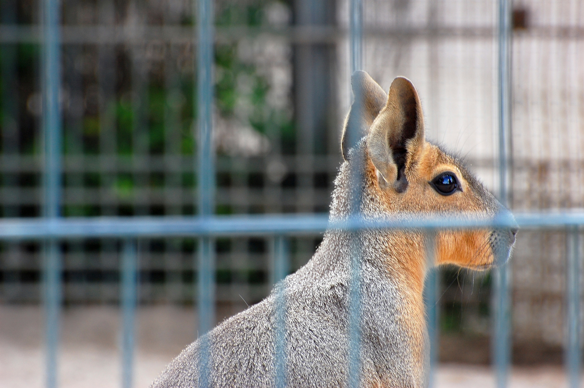 Nikon D40 sample photo. Inprisoned photography