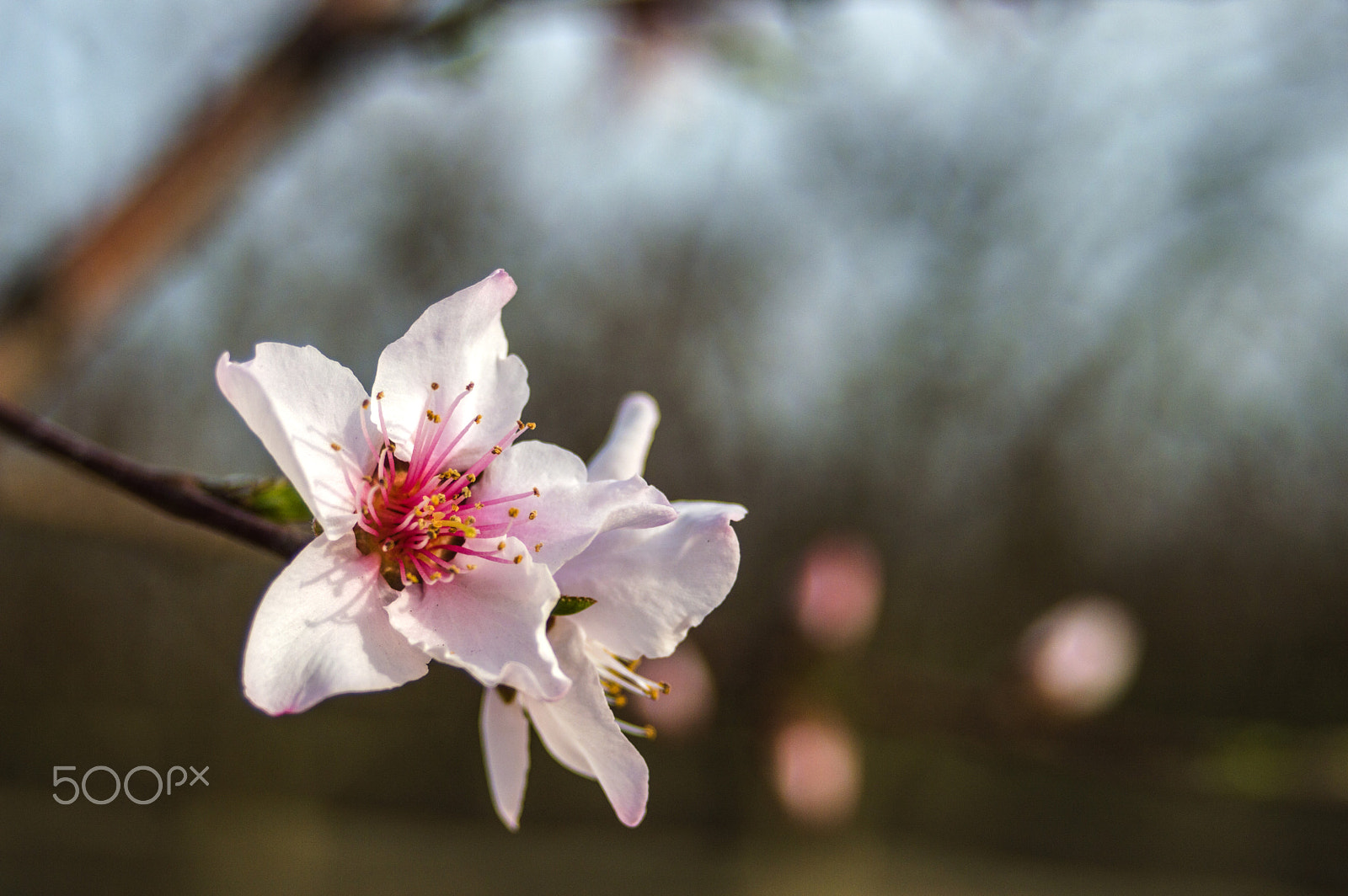 AF Zoom-Nikkor 35-70mm f/3.3-4.5 sample photo. The bigining of something bigger  photography