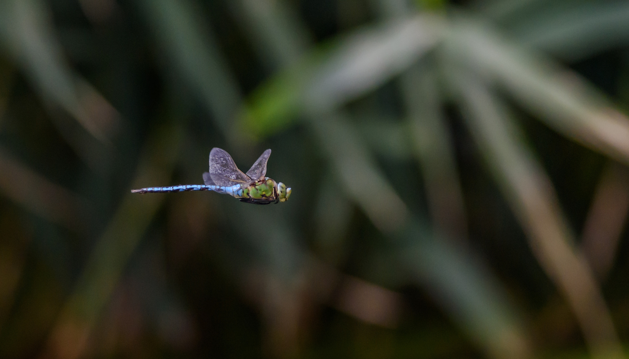 Nikon D810 + Nikon AF-S Nikkor 300mm F4D ED-IF sample photo. Dragonfly photography