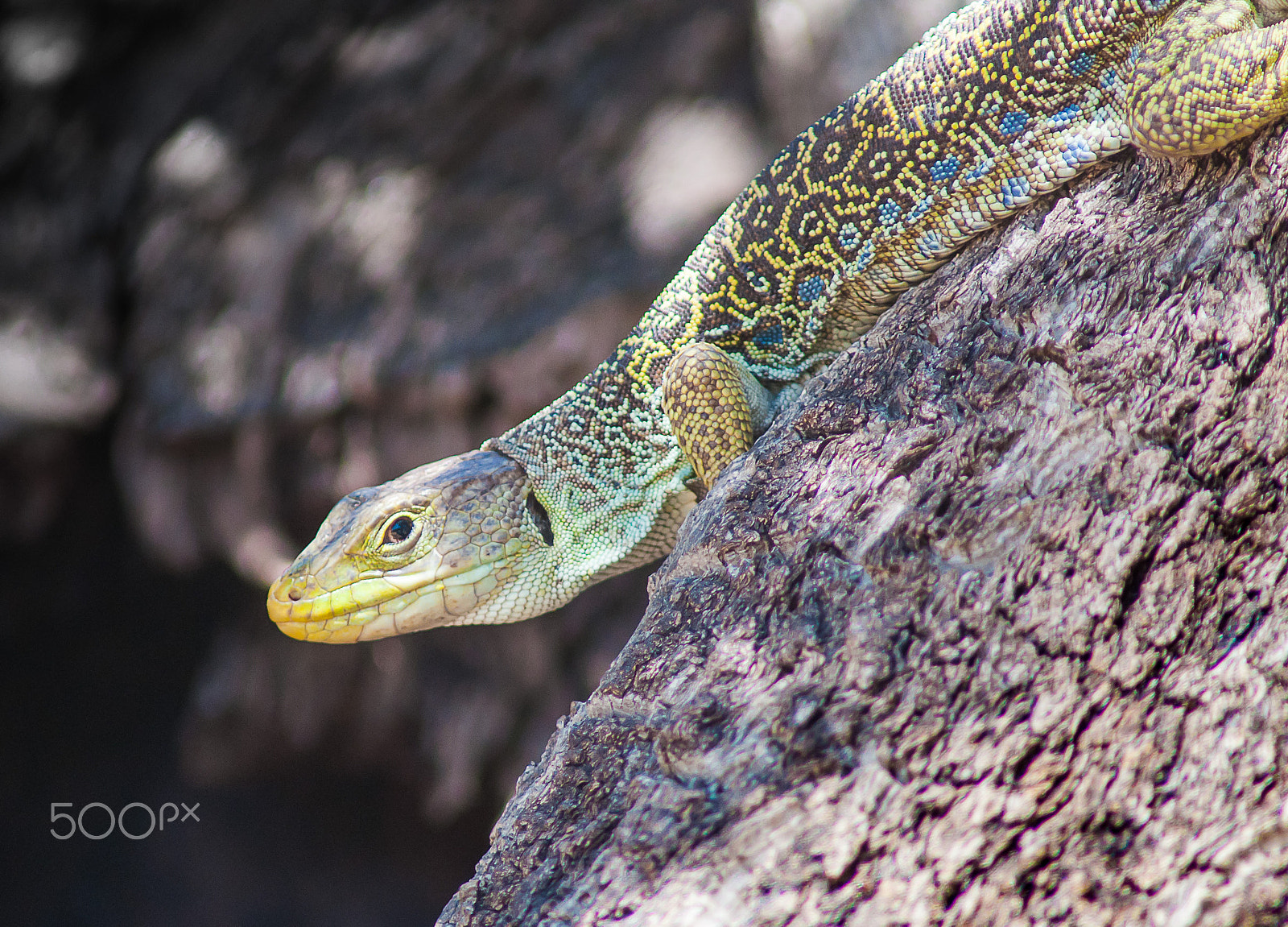 Nikon D90 + AF Nikkor 300mm f/4 IF-ED sample photo. Green lizard photography