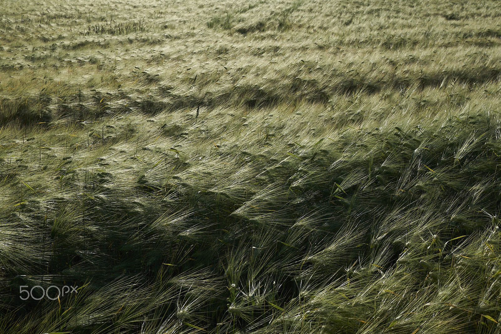 Sony a6300 sample photo. Blowing in the wind photography