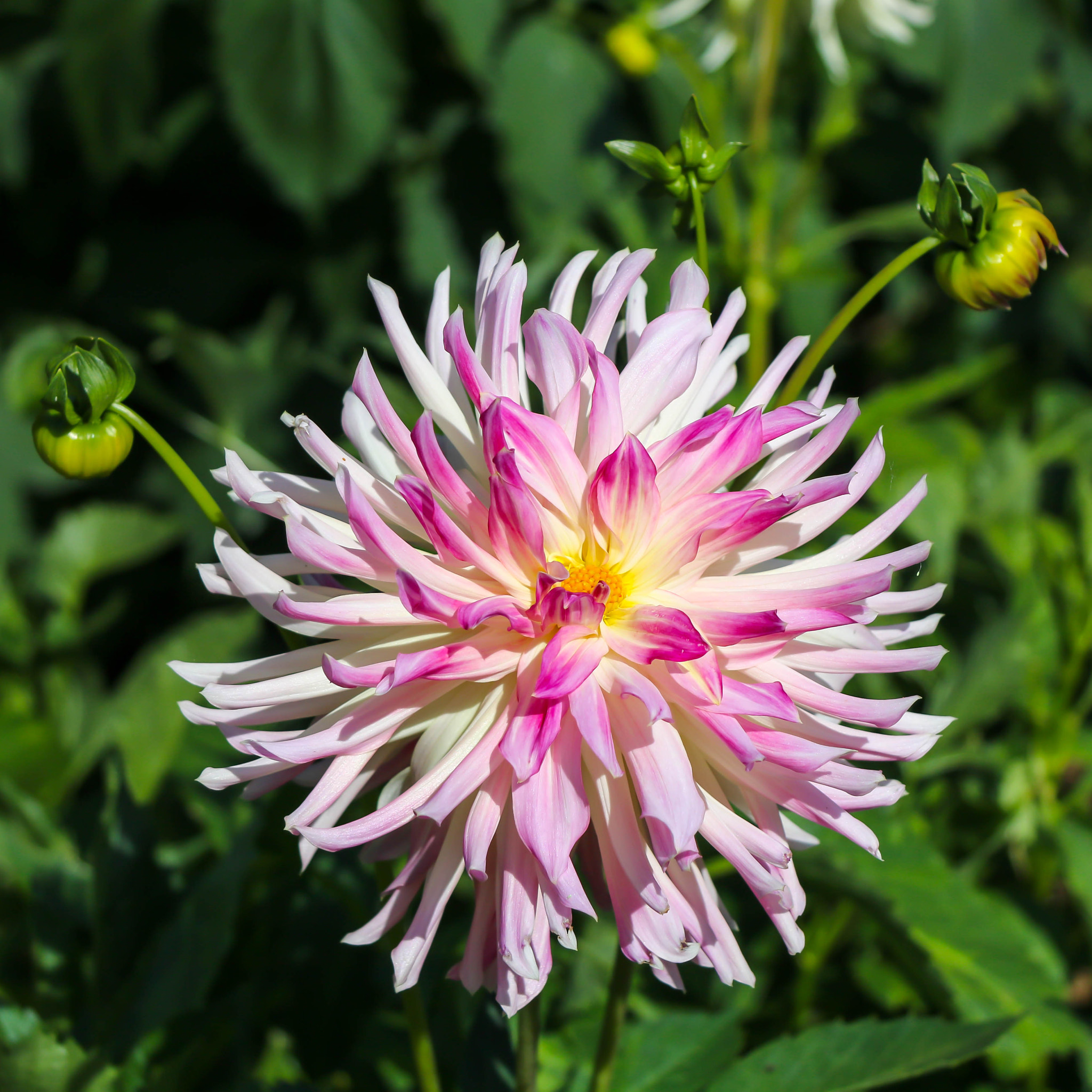 Canon EF-S 17-85mm F4-5.6 IS USM sample photo. Pinky photography