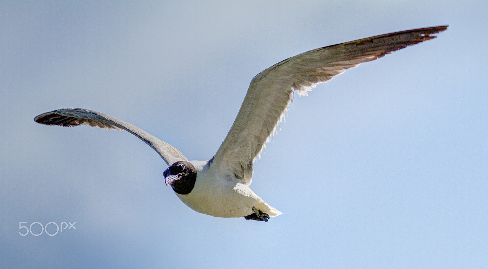 Canon EF 70-200mm F2.8L IS II USM sample photo. Seagull photography