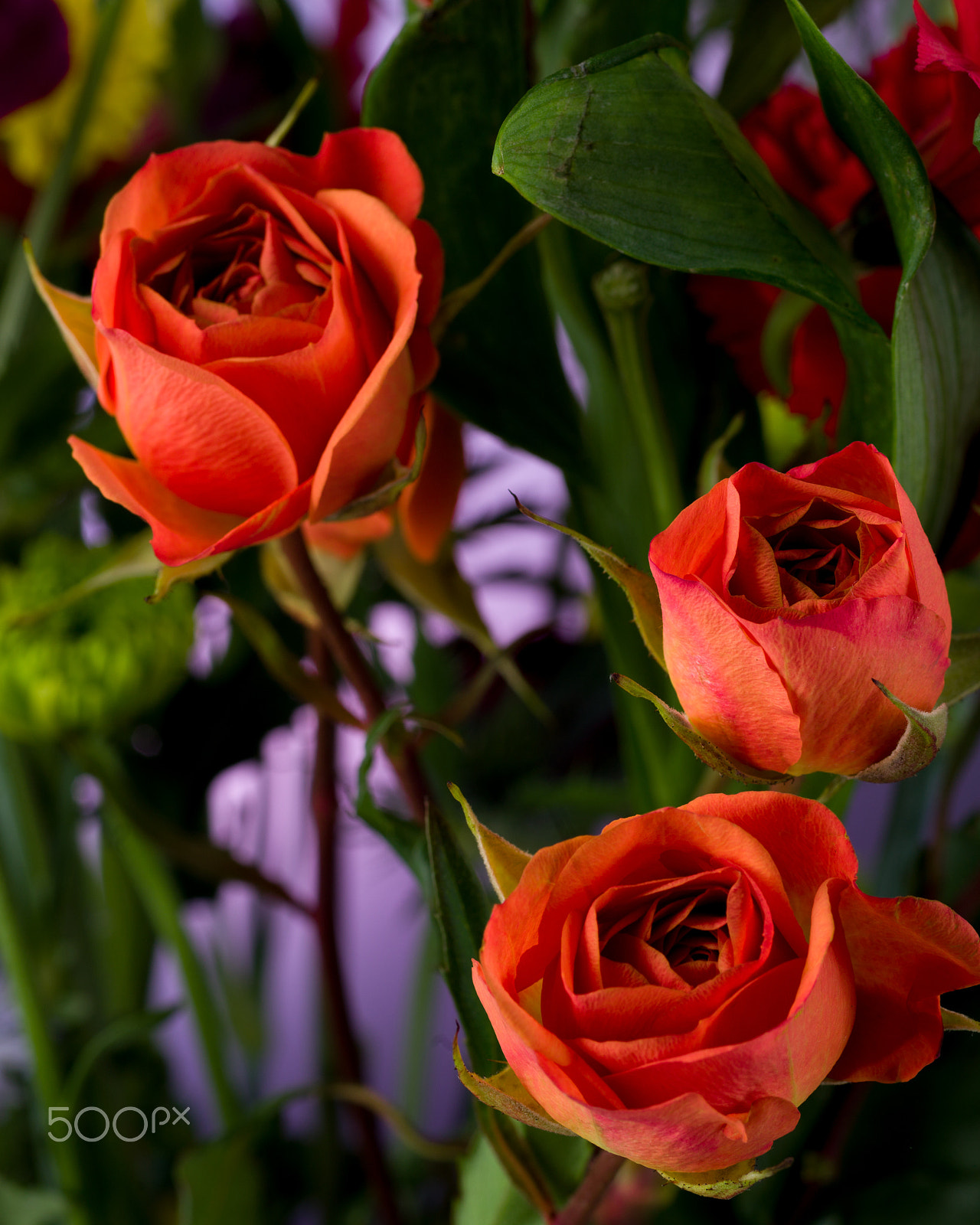 Hasselblad H4D-40 + HC 120 sample photo. Three roses photography