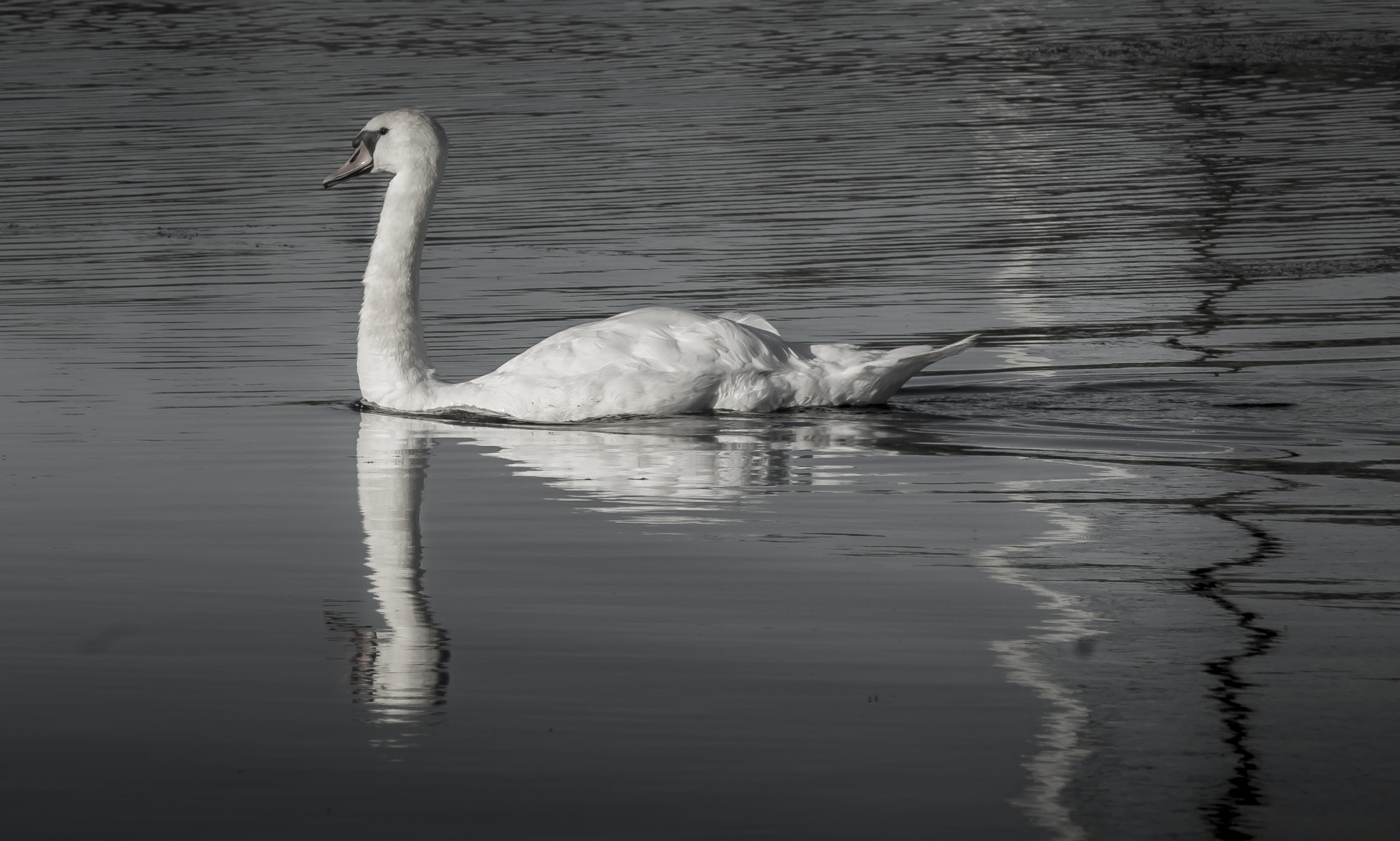 Sony Alpha DSLR-A580 sample photo. Swan photography