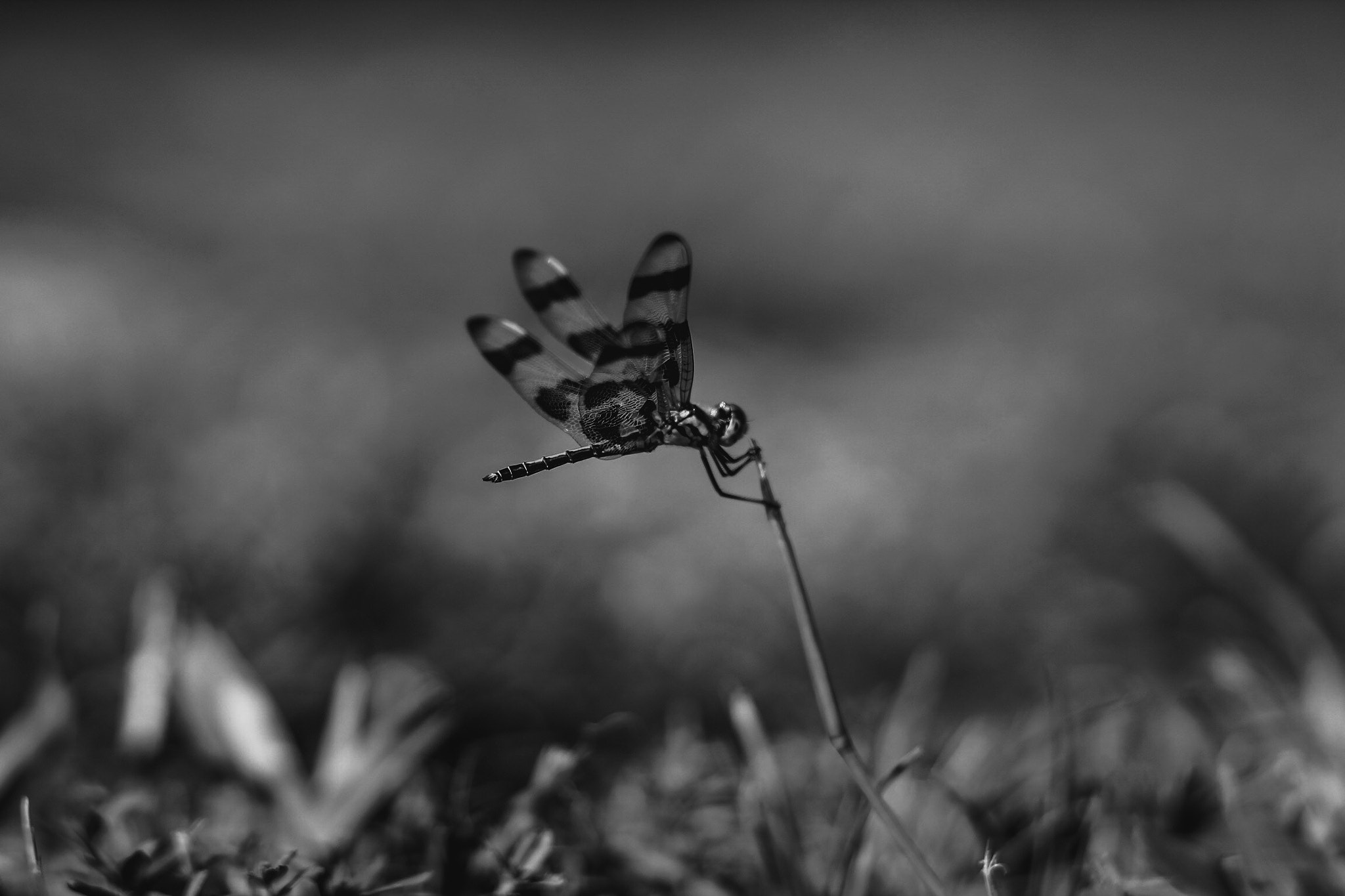 Canon EF 85mm F1.8 USM sample photo. Captured with my 85mm photography