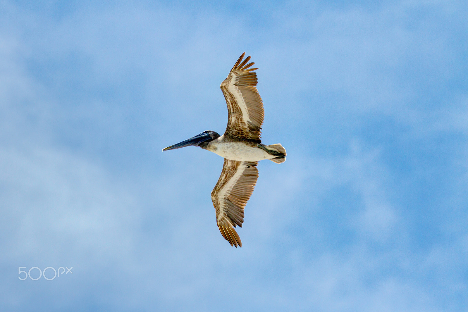 Canon EF 70-200mm F2.8L IS II USM sample photo. Pelican photography
