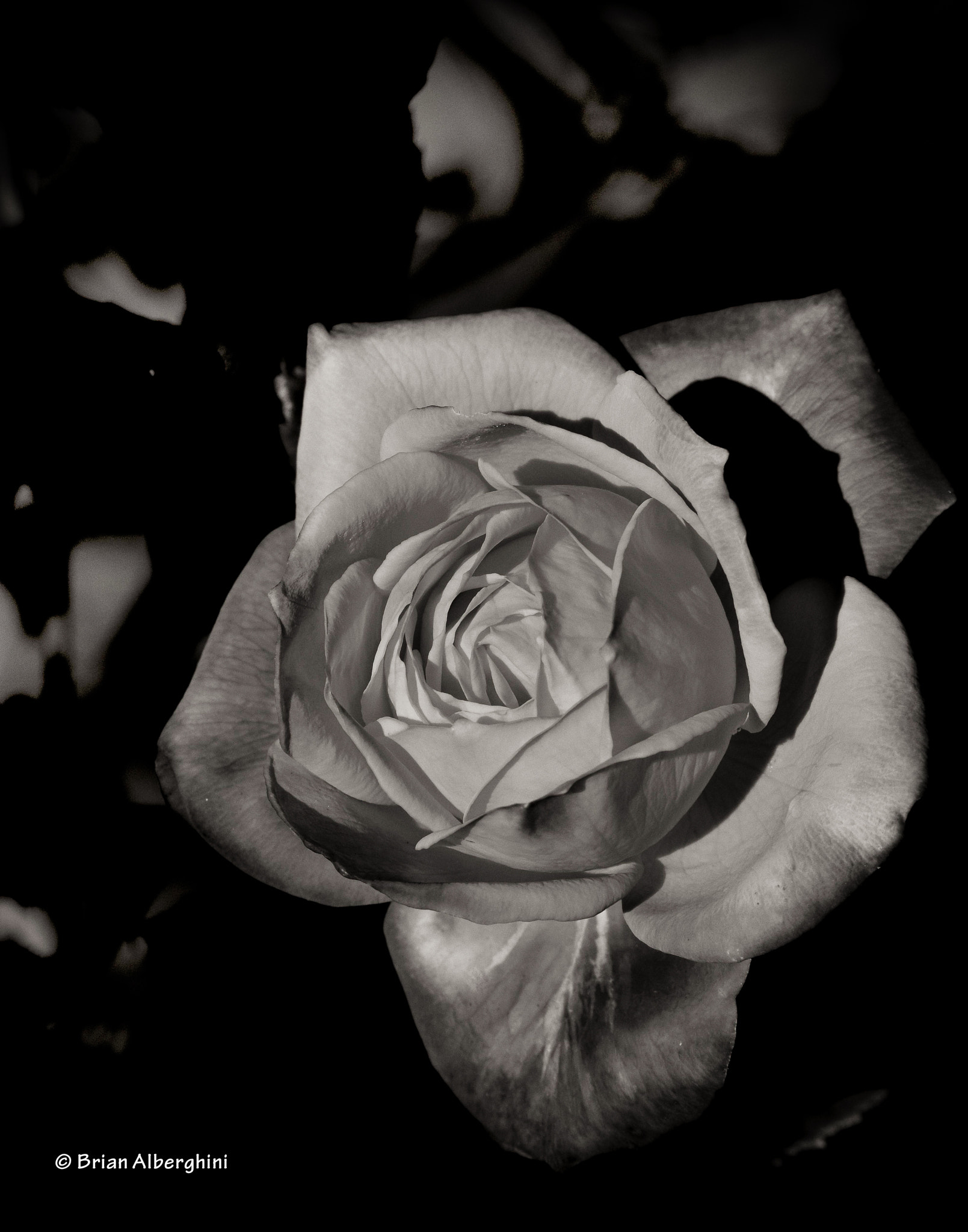 Nikon D7100 + Sigma 24-105mm F4 DG OS HSM Art sample photo. A rose bw photography