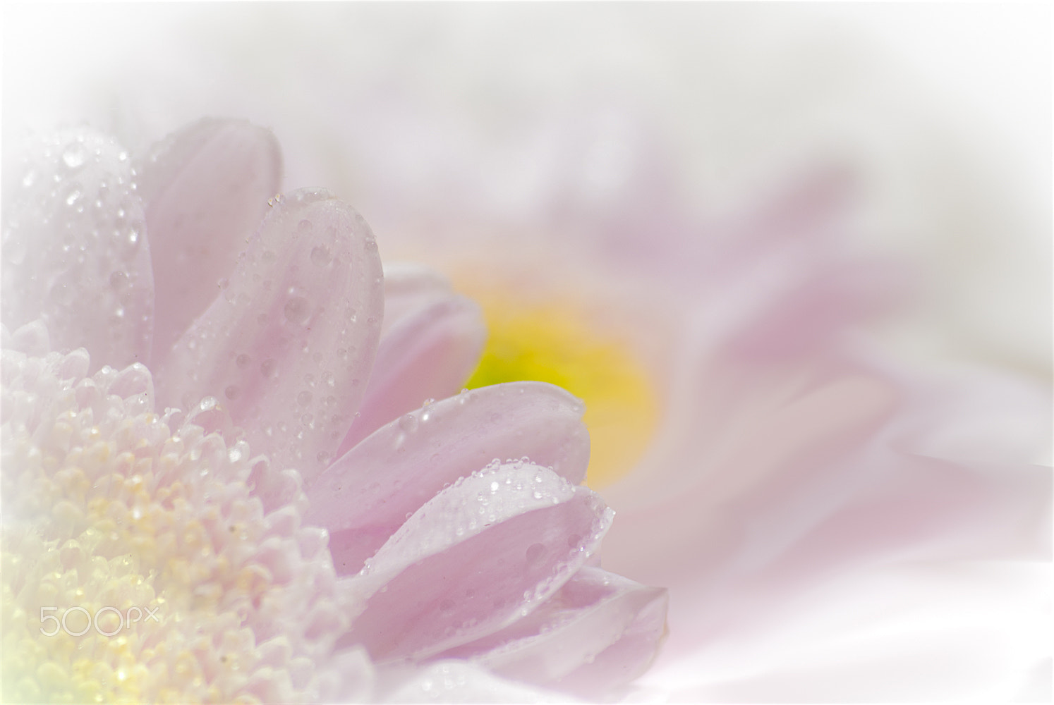 Sigma 70-300mm F4-5.6 APO DG Macro sample photo. Flower pink photography