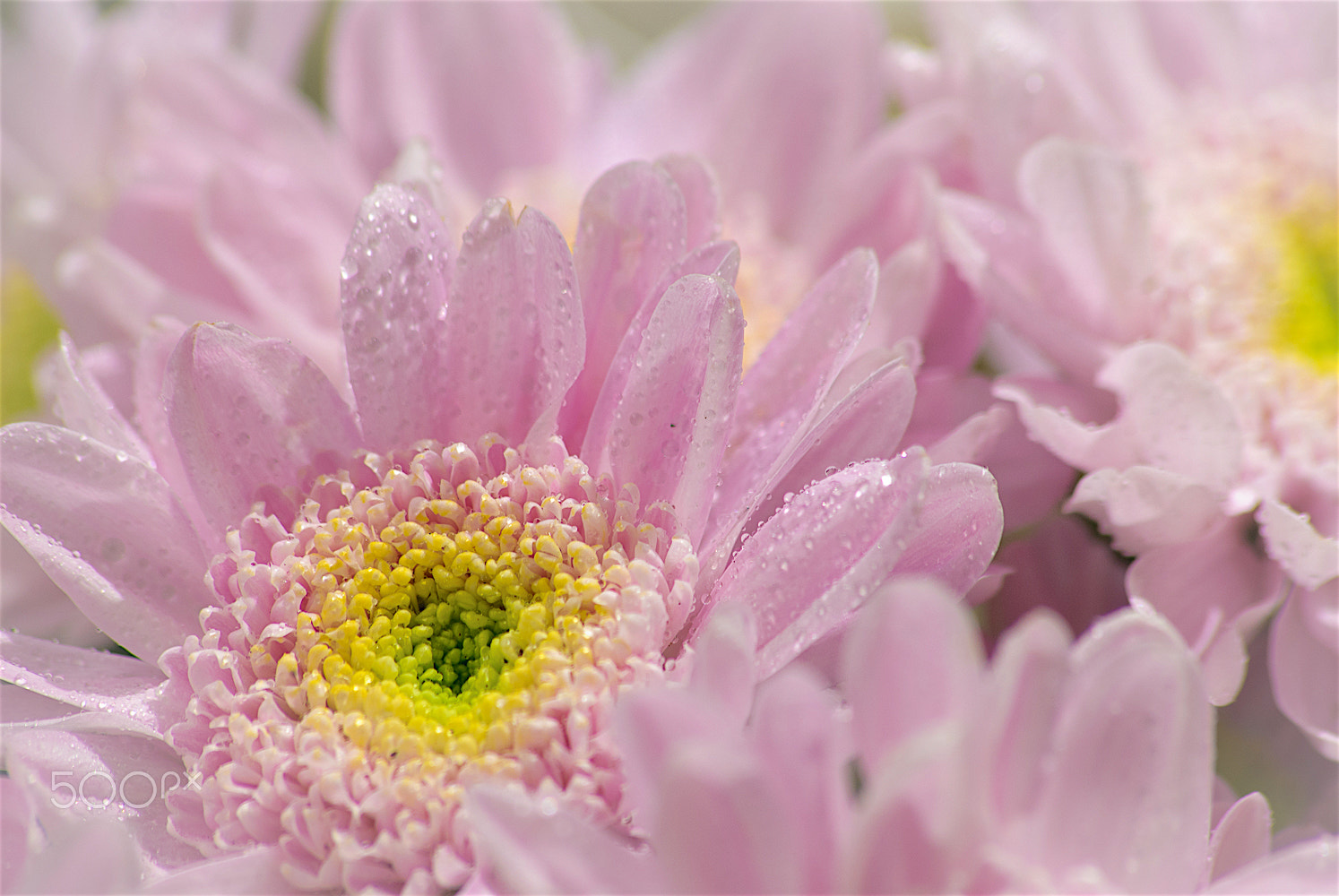 Sigma 70-300mm F4-5.6 APO DG Macro sample photo. Flower pink photography