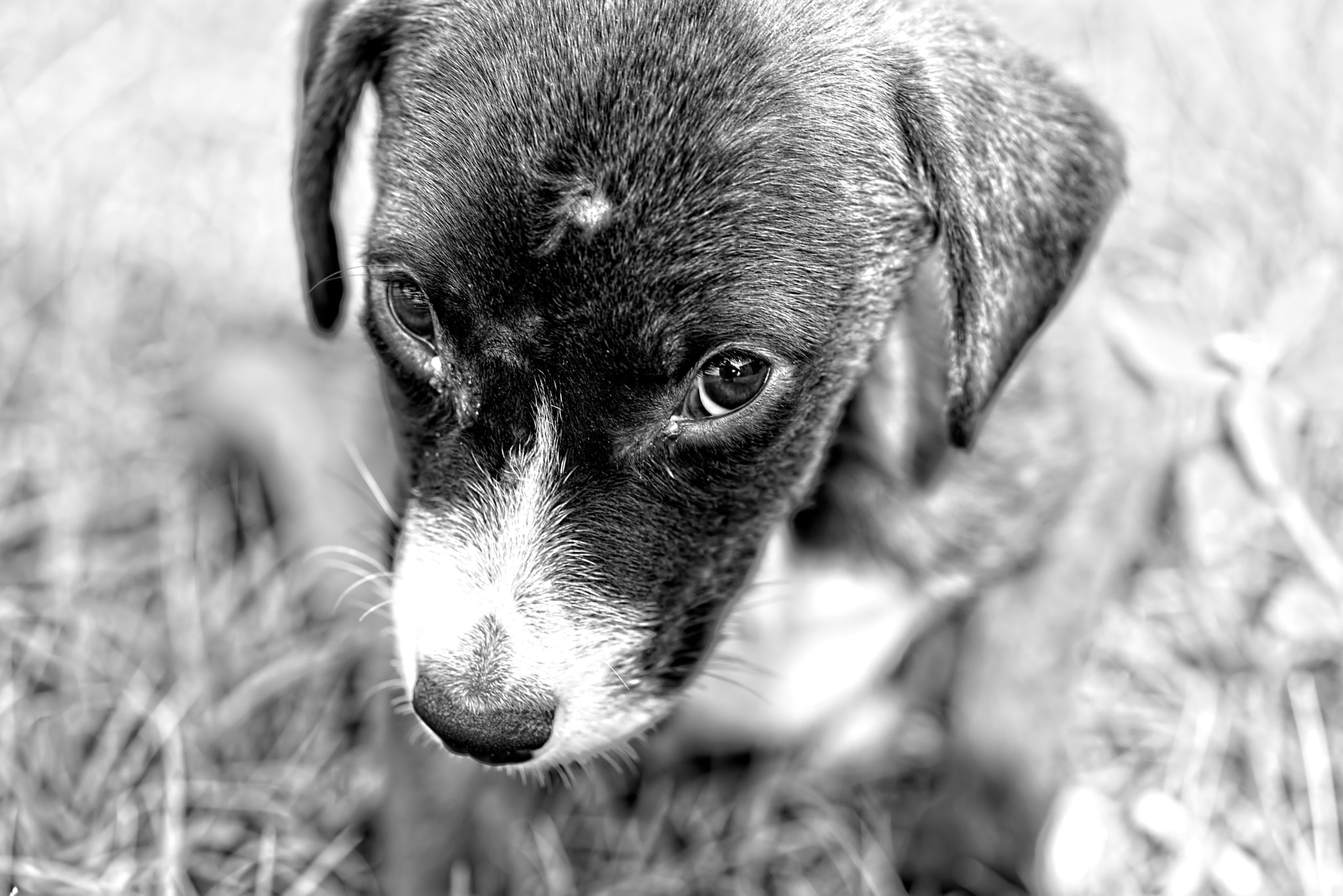 Tokina AT-X Pro 100mm F2.8 Macro sample photo. I think i am getting better photography