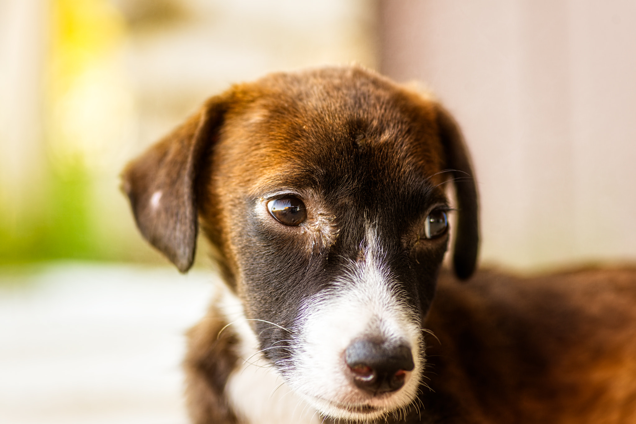 Tokina AT-X Pro 100mm F2.8 Macro sample photo. I am just a puppy, i've never hurt anyone photography