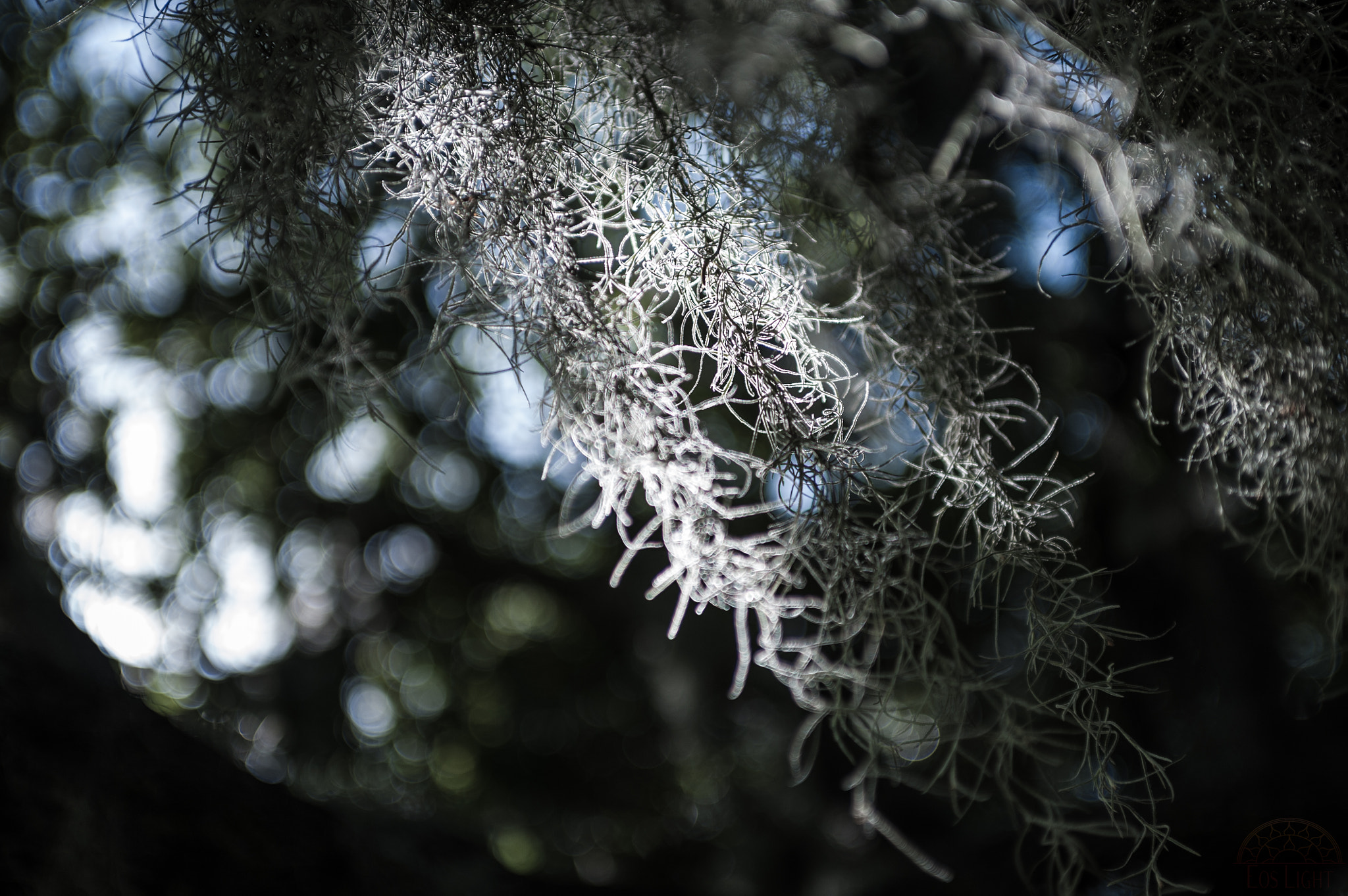 Nikon D700 + AF Zoom-Nikkor 35-70mm f/2.8D sample photo. Spanish moss photography