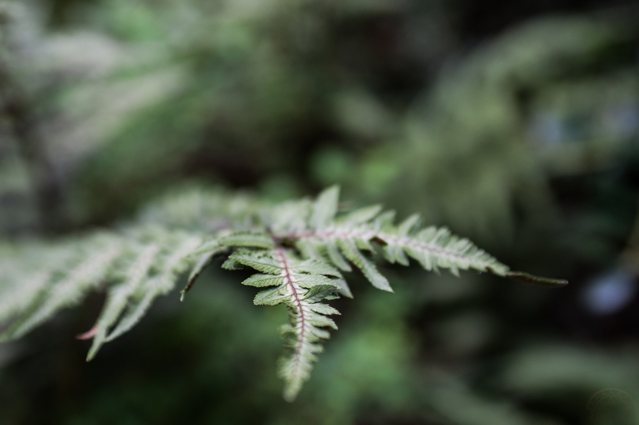 Nikon D700 + AF Zoom-Nikkor 35-70mm f/2.8D sample photo. Fern frond photography