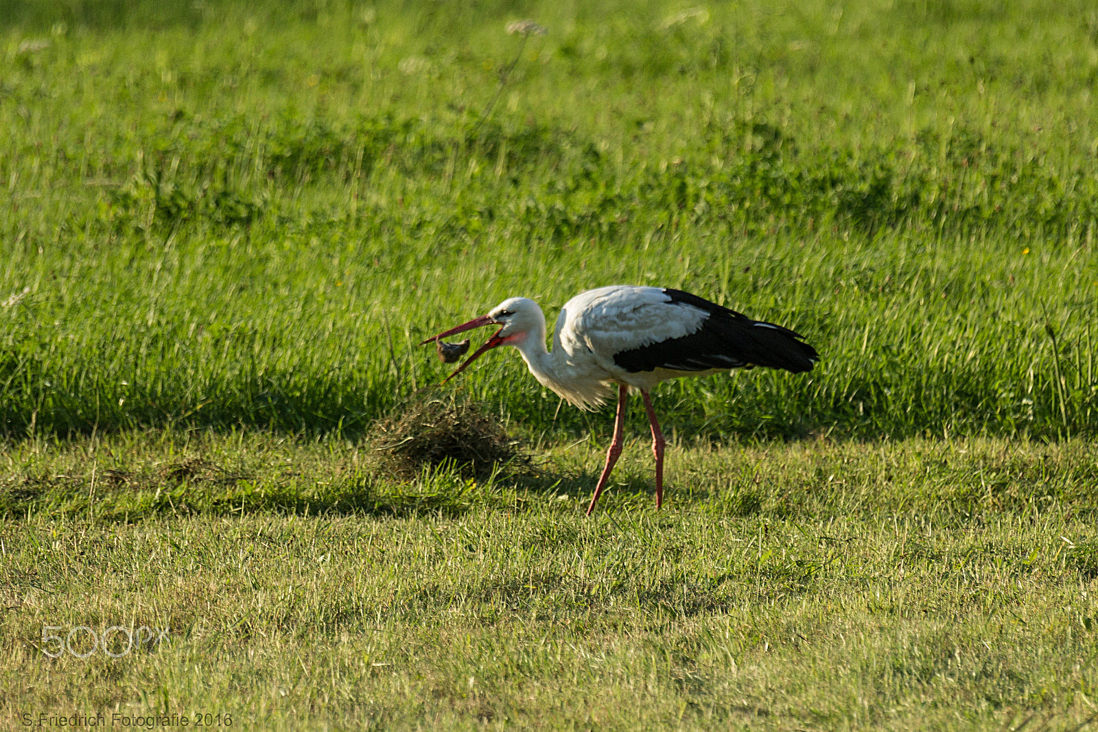 Sigma 50-500mm f/4-6.3 APO HSM EX sample photo. This is the end, my friend .... photography