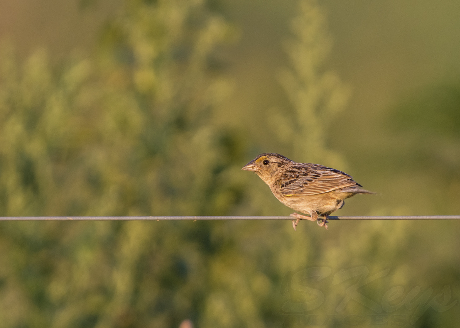 Nikon D7200 + Sigma 500mm F4.5 EX DG HSM sample photo. Golden hour sparrow (grasshopper sparrow) photography