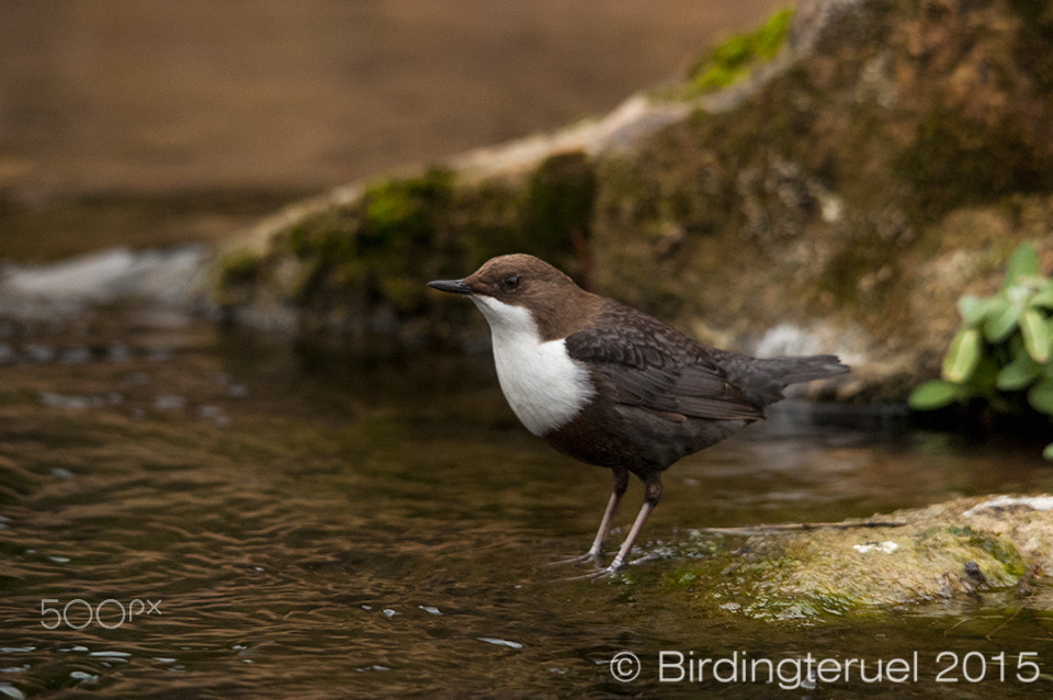 Sigma 150-500mm F5-6.3 DG OS HSM sample photo. Mirlo acuático (dipper) photography