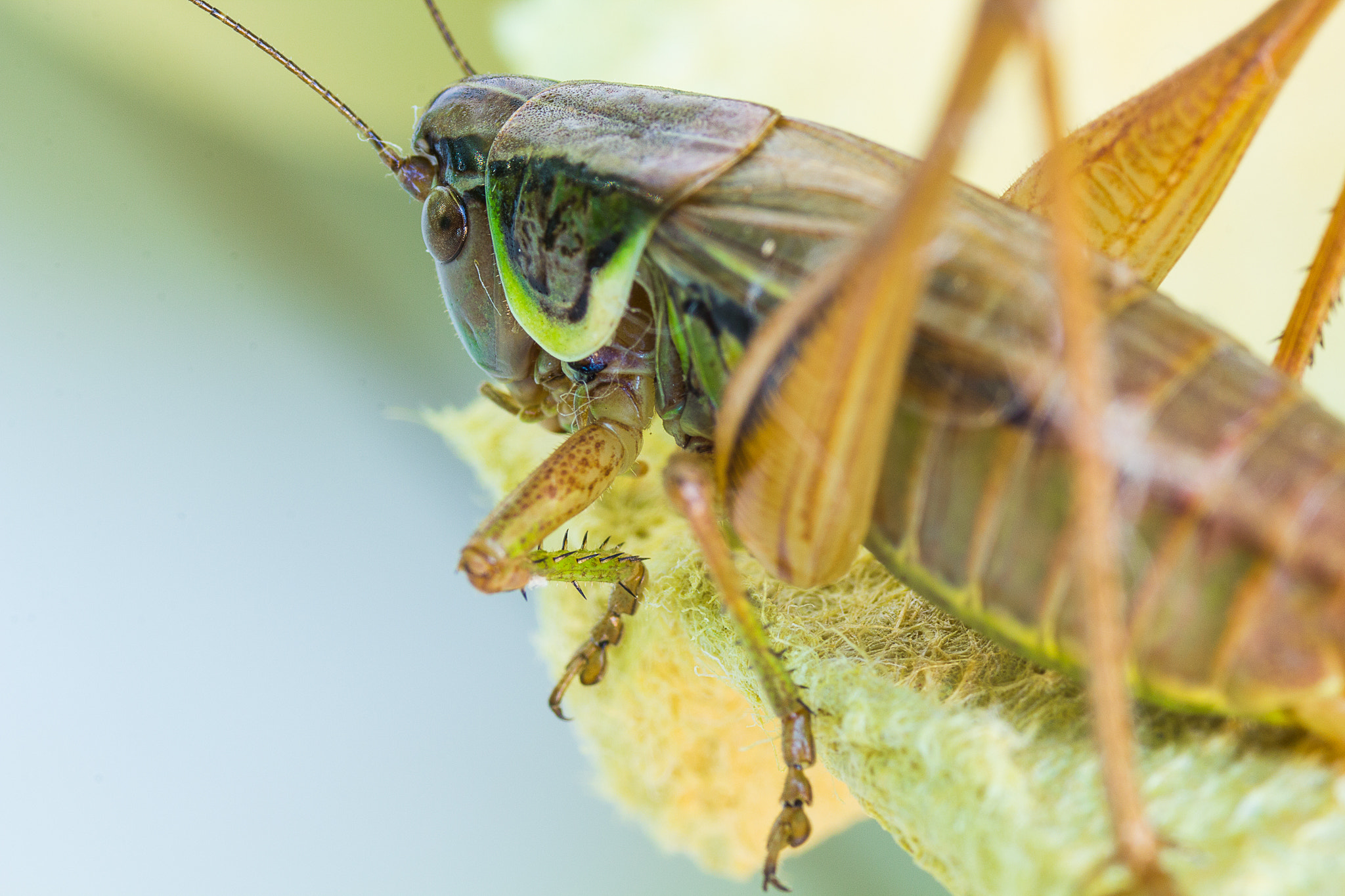 Sigma 70mm F2.8 EX DG Macro sample photo. Tettigoniidae photography