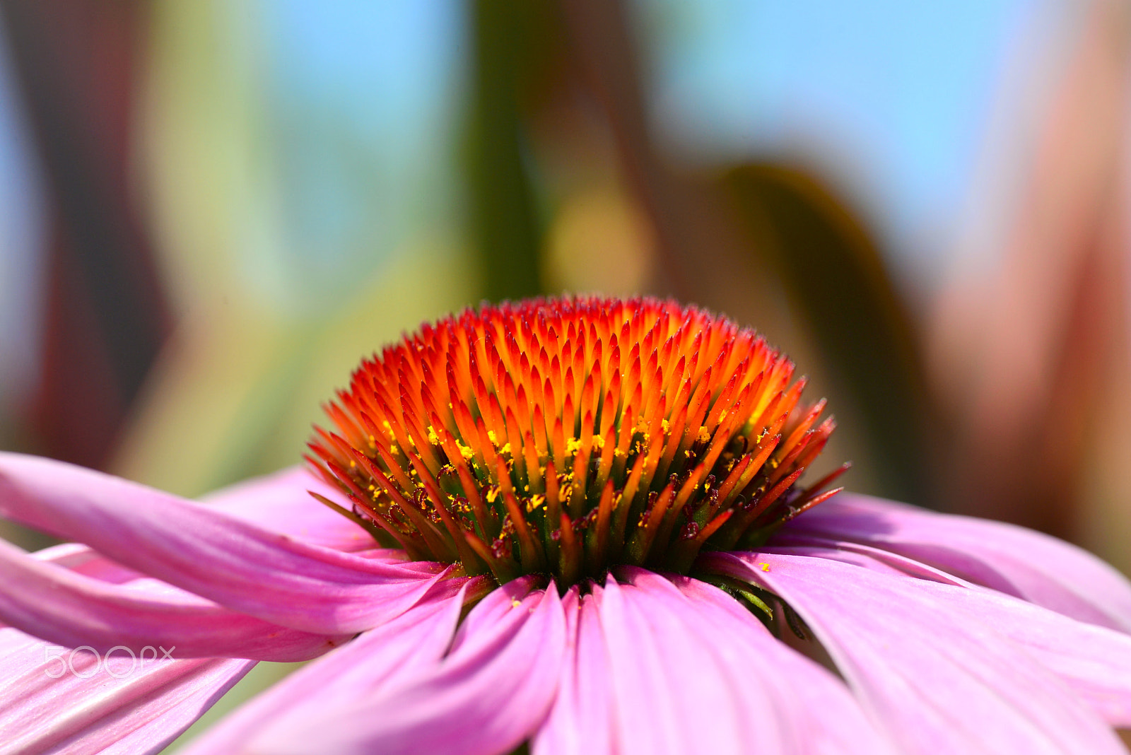 Nikon D600 sample photo. Pink ekiseana photography