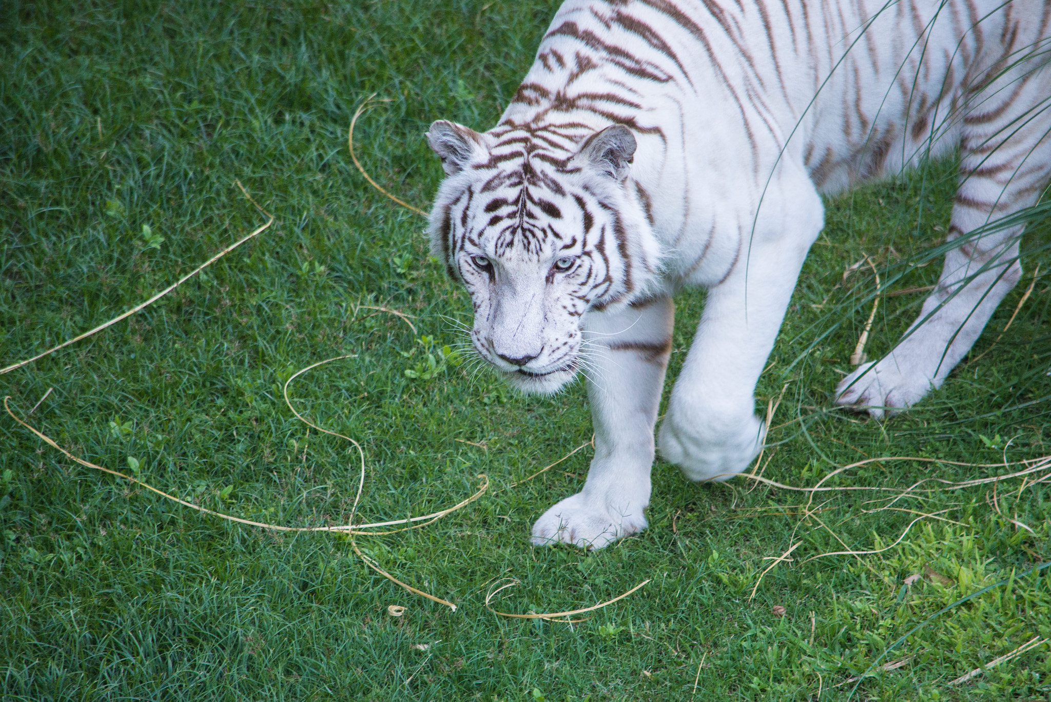 Nikon D600 sample photo. Tigre blanco photography