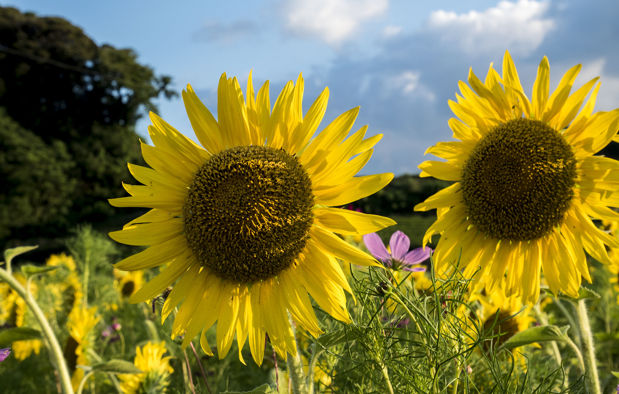 Panasonic Lumix DMC-GM5 sample photo. Sunflower photography