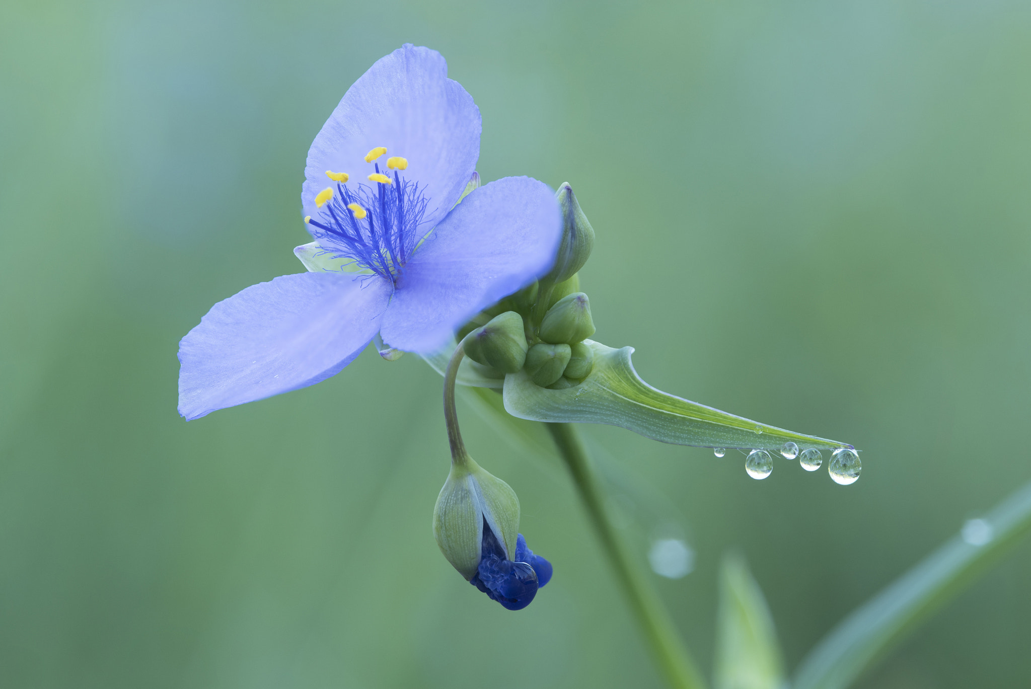 Nikon D750 + AF Micro-Nikkor 105mm f/2.8 sample photo. Fs a photography