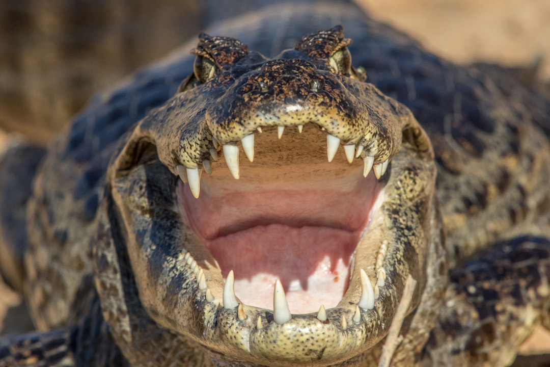 Canon EF 300mm f/2.8L + 1.4x sample photo. Nice teeth photography