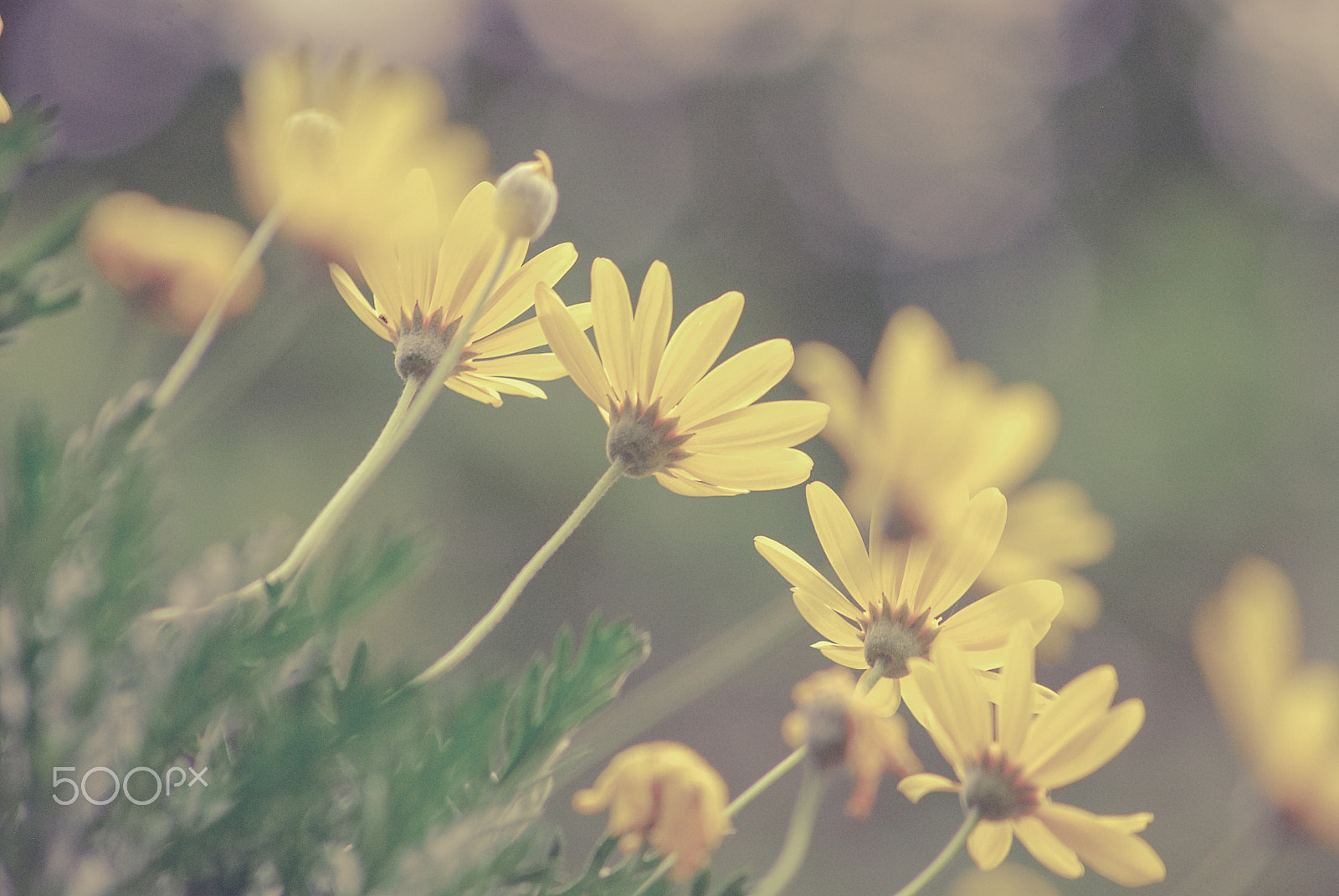 Sigma 70-300mm F4-5.6 APO DG Macro sample photo. Flowers.. photography