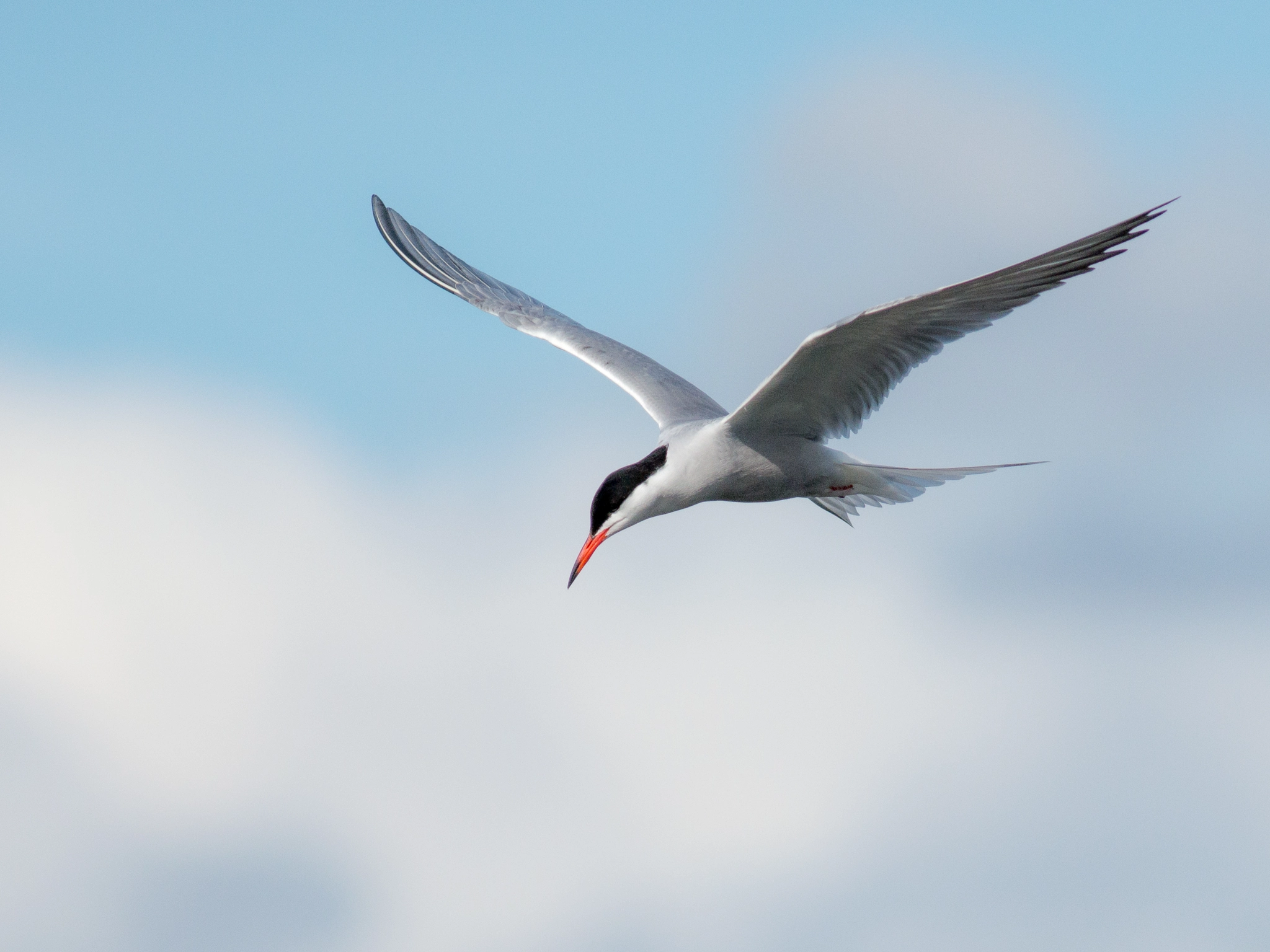 Olympus OM-D E-M1 + Metabones 400/5.6 sample photo. Common tern photography