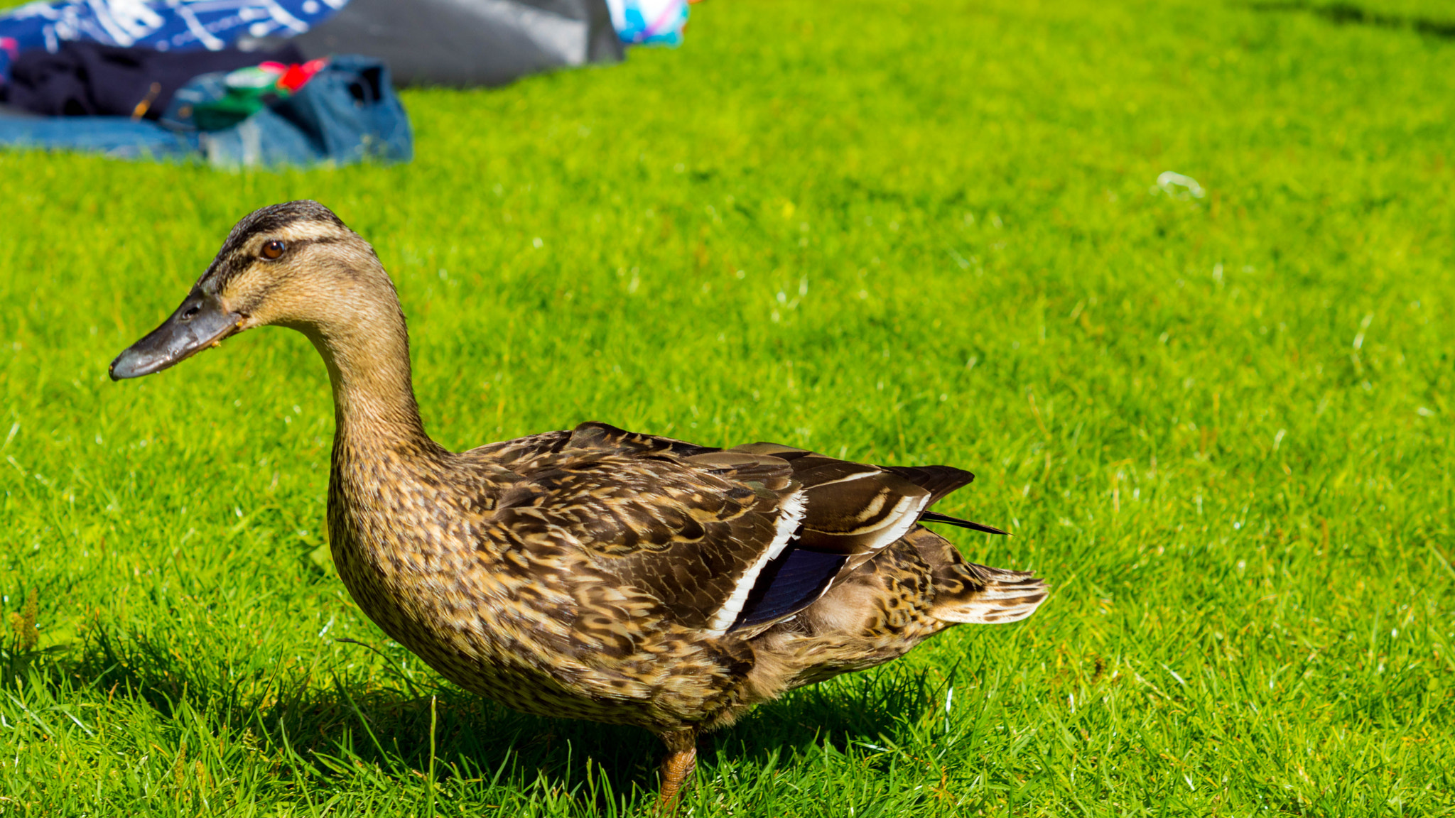 Sony SLT-A68 + Sony DT 50mm F1.8 SAM sample photo. Female mallard photography