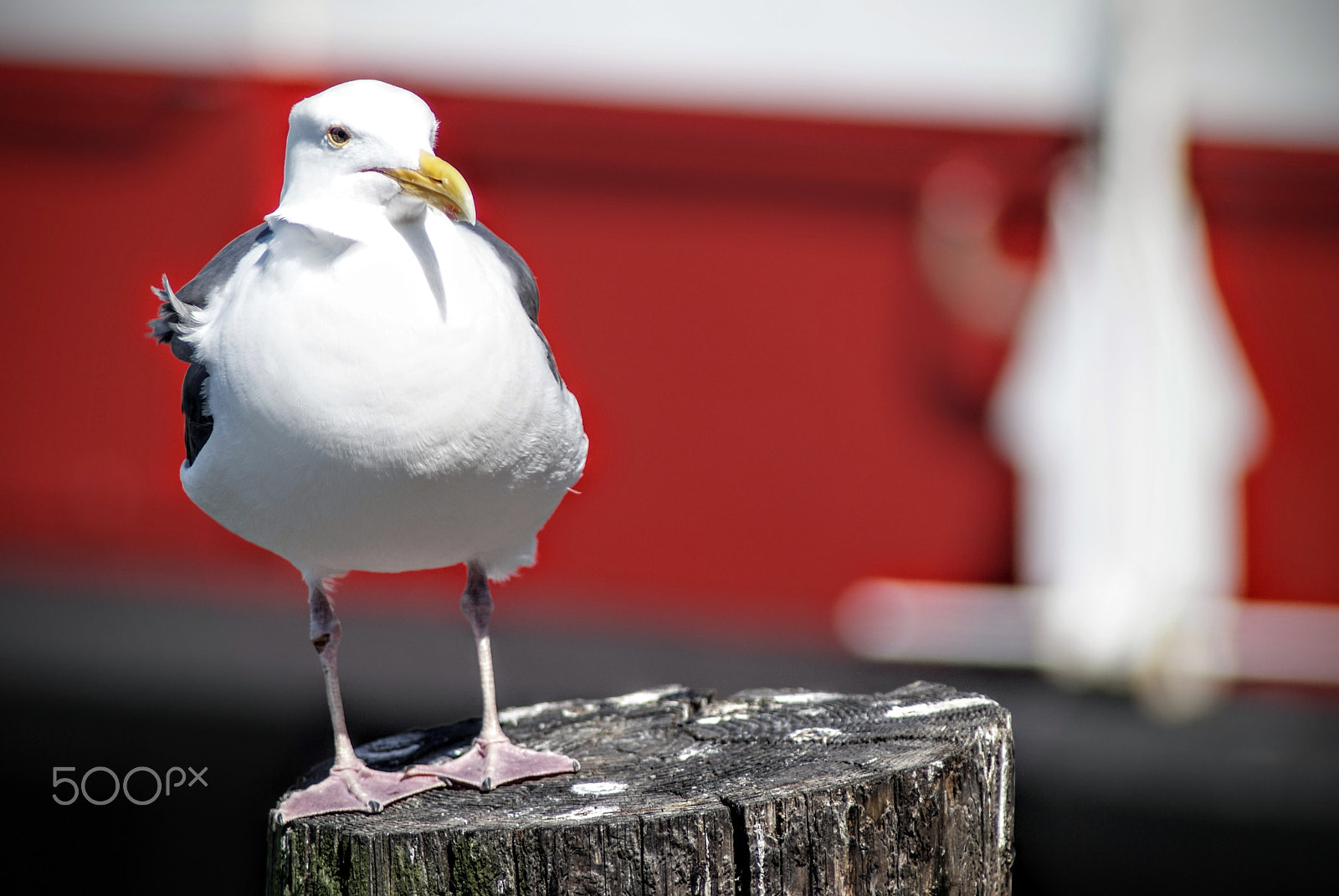 Sony Alpha DSLR-A200 + Tamron Lens (255) sample photo. Sharp photography
