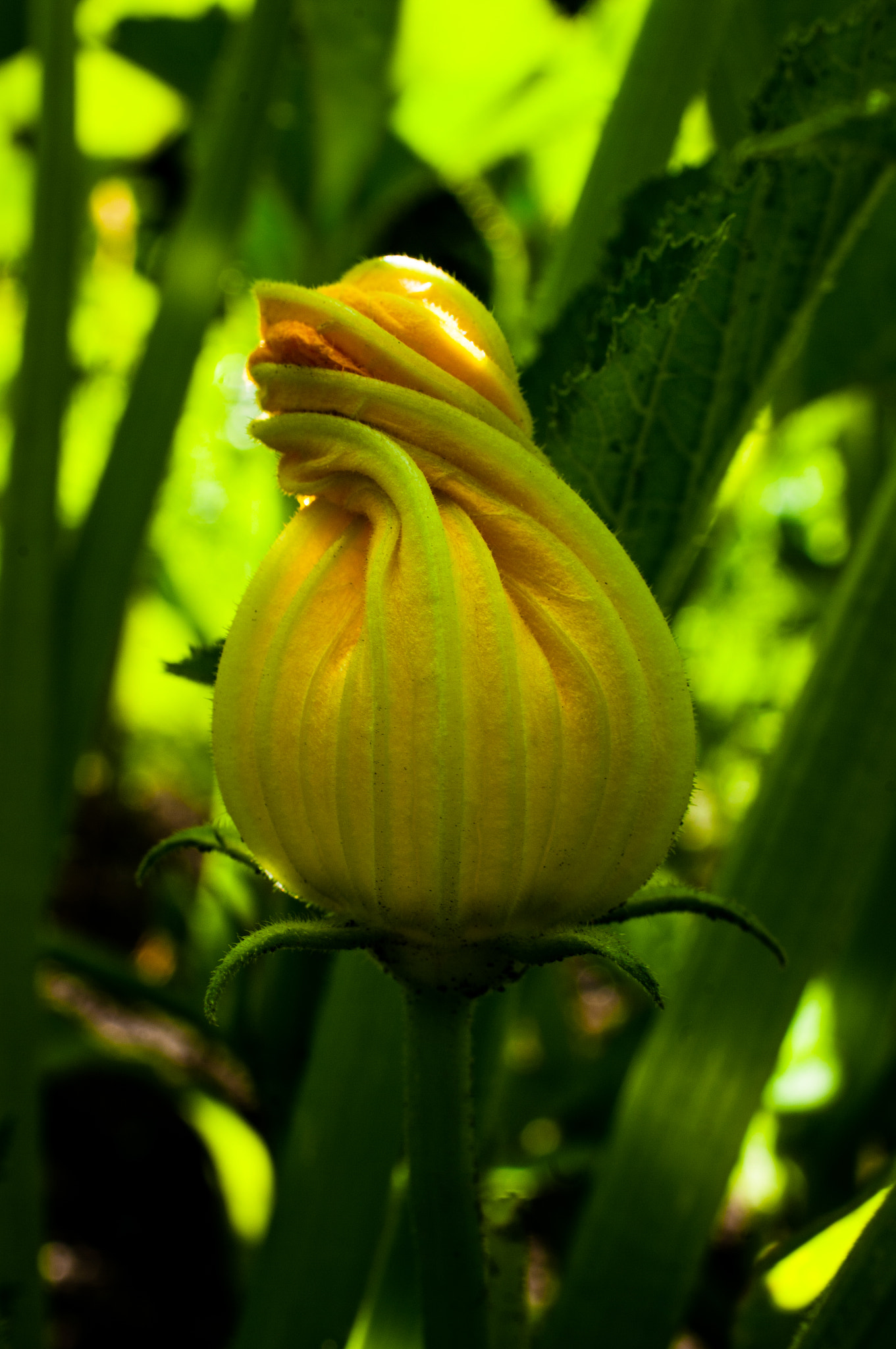 HD Pentax DA 35mm F2.8 Macro Limited sample photo. Future squash photography