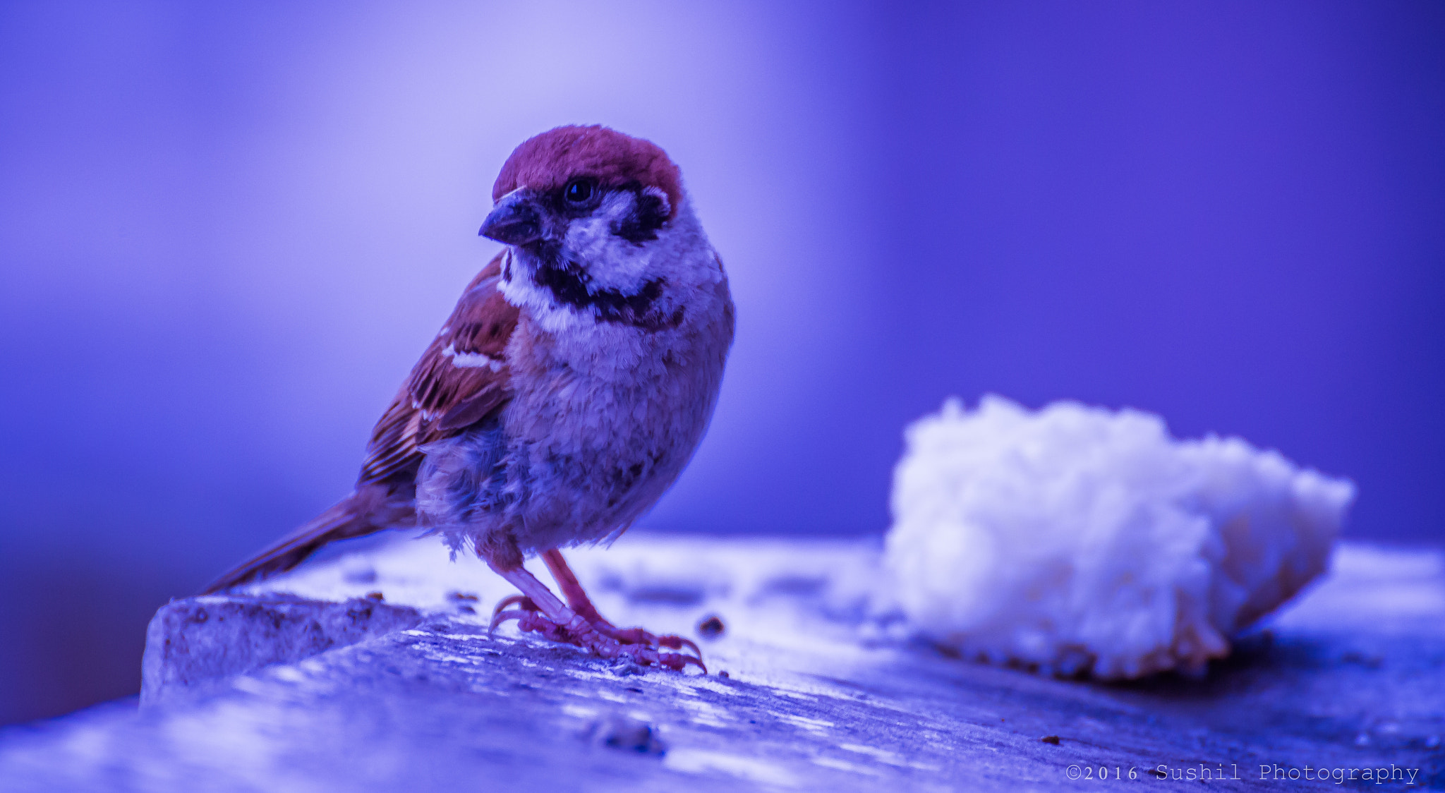 Canon EOS 700D (EOS Rebel T5i / EOS Kiss X7i) sample photo. Sparrow in the balcony photography