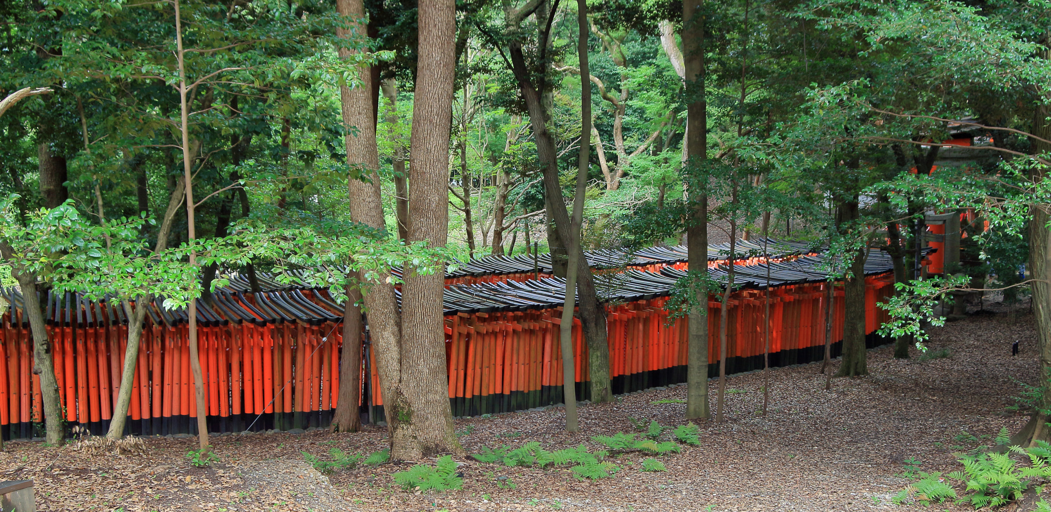 Canon EF 28-80mm f/3.5-5.6 USM sample photo. 千本鳥居 photography