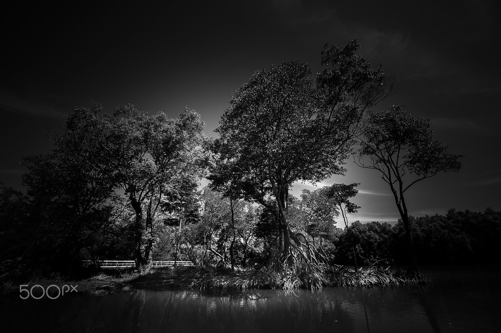 Canon EF 14mm F2.8L II USM sample photo. Sabah mangrove forest photography