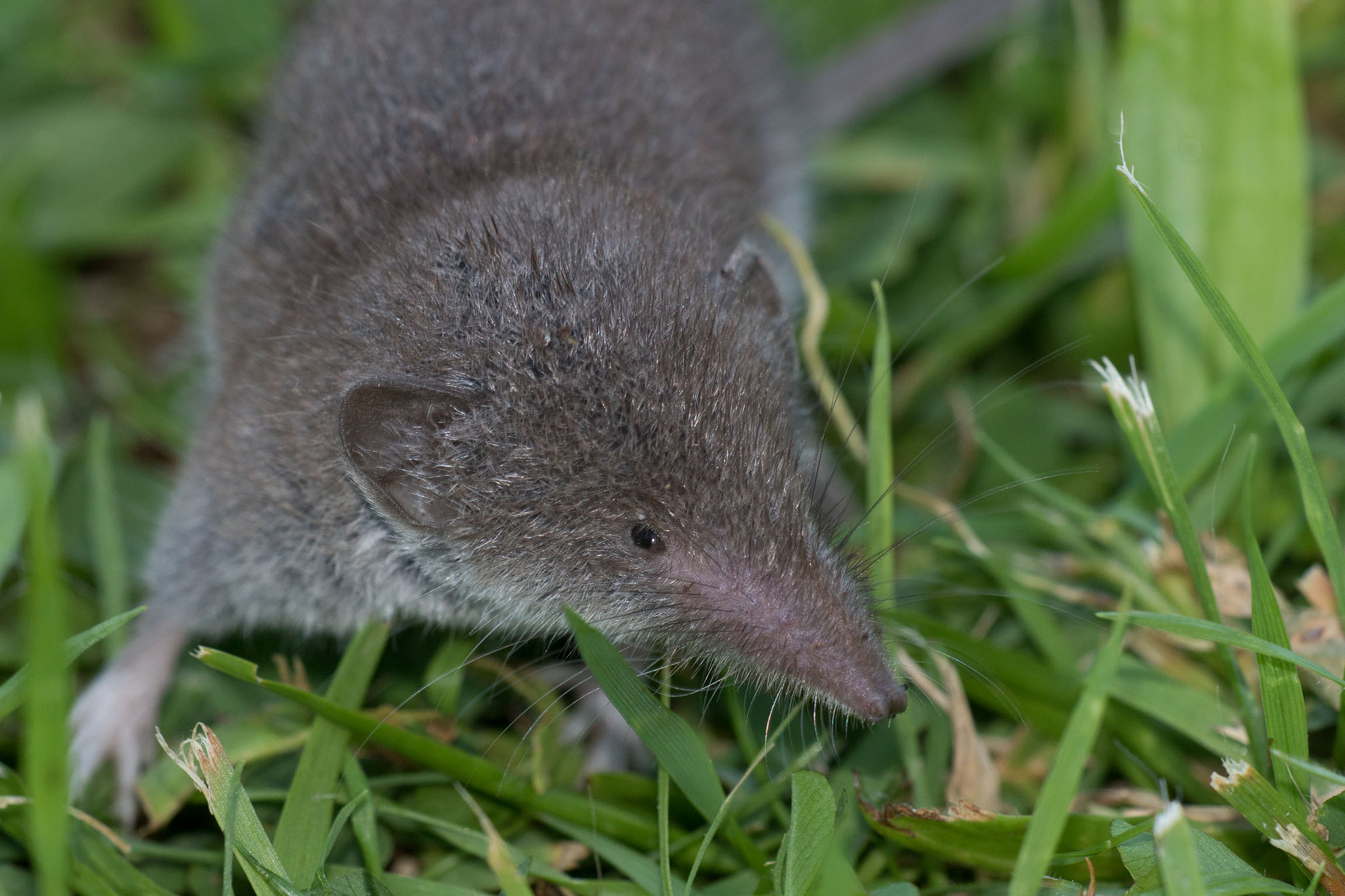 Canon EF 180mm F3.5L Macro USM sample photo. White-toothed shrew photography