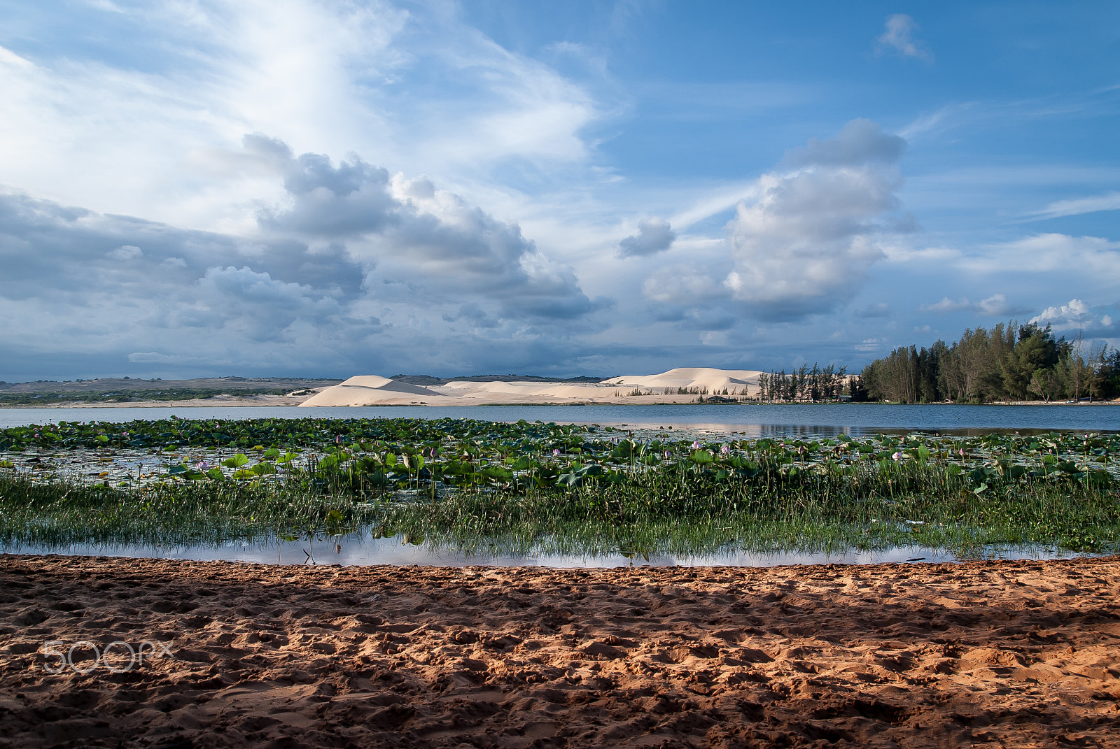 Nikon D80 sample photo. Lake lotus and white sand dunes photography